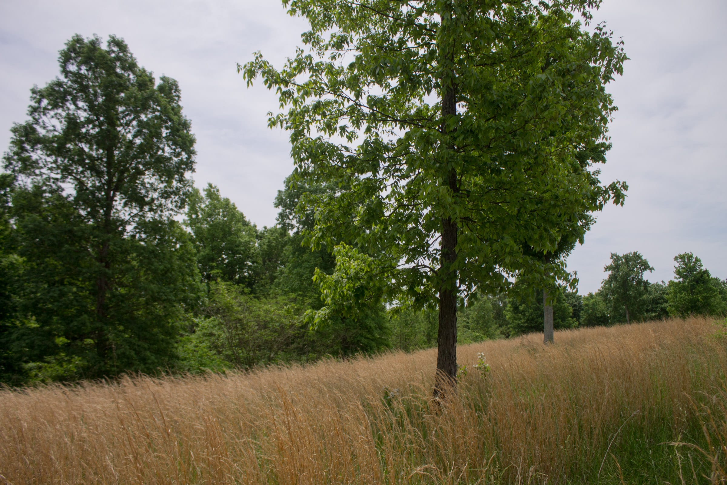 Laurel Ridge Tract 3 photo 7