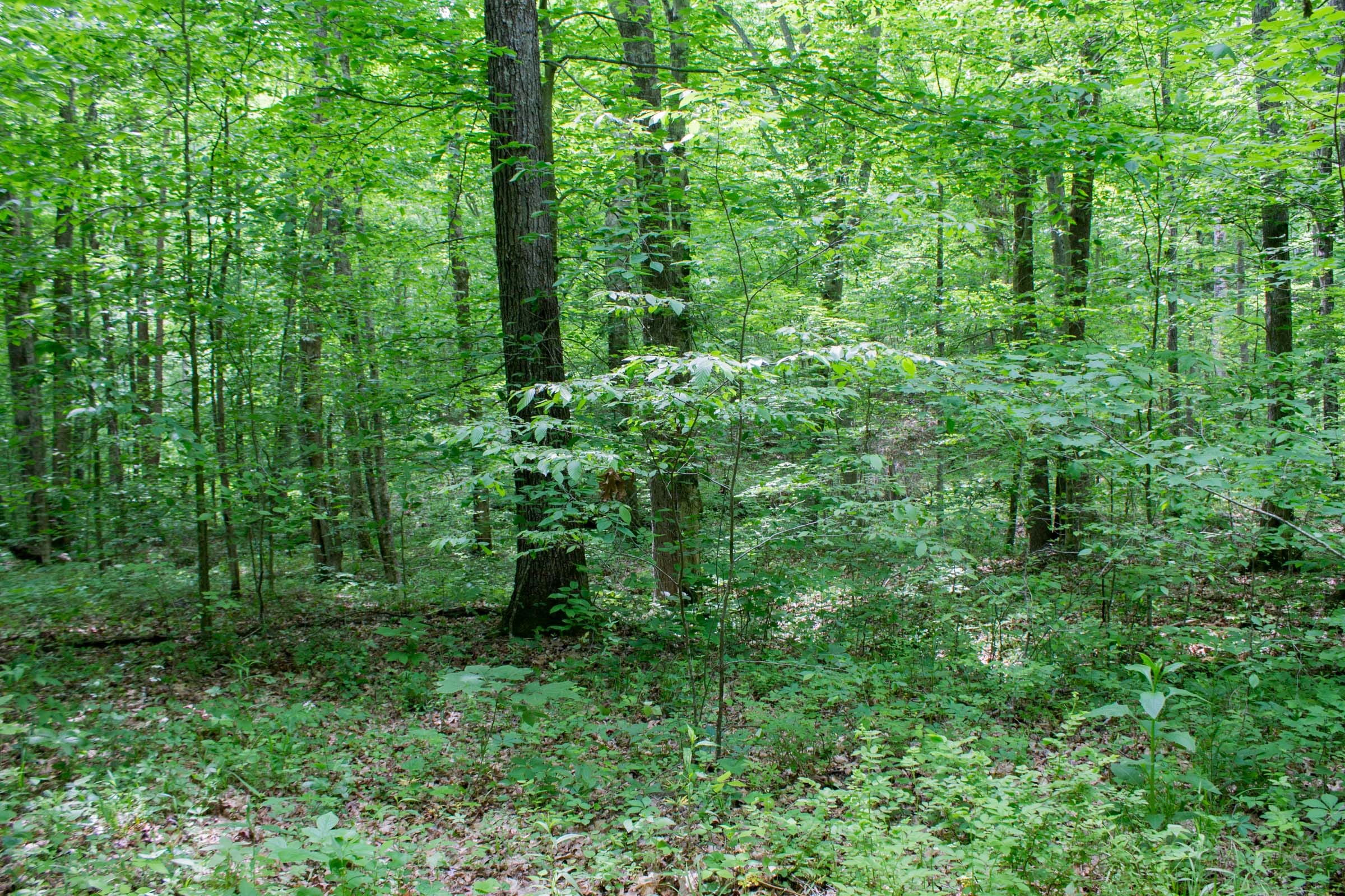 Laurel Ridge Tract 3 photo 11
