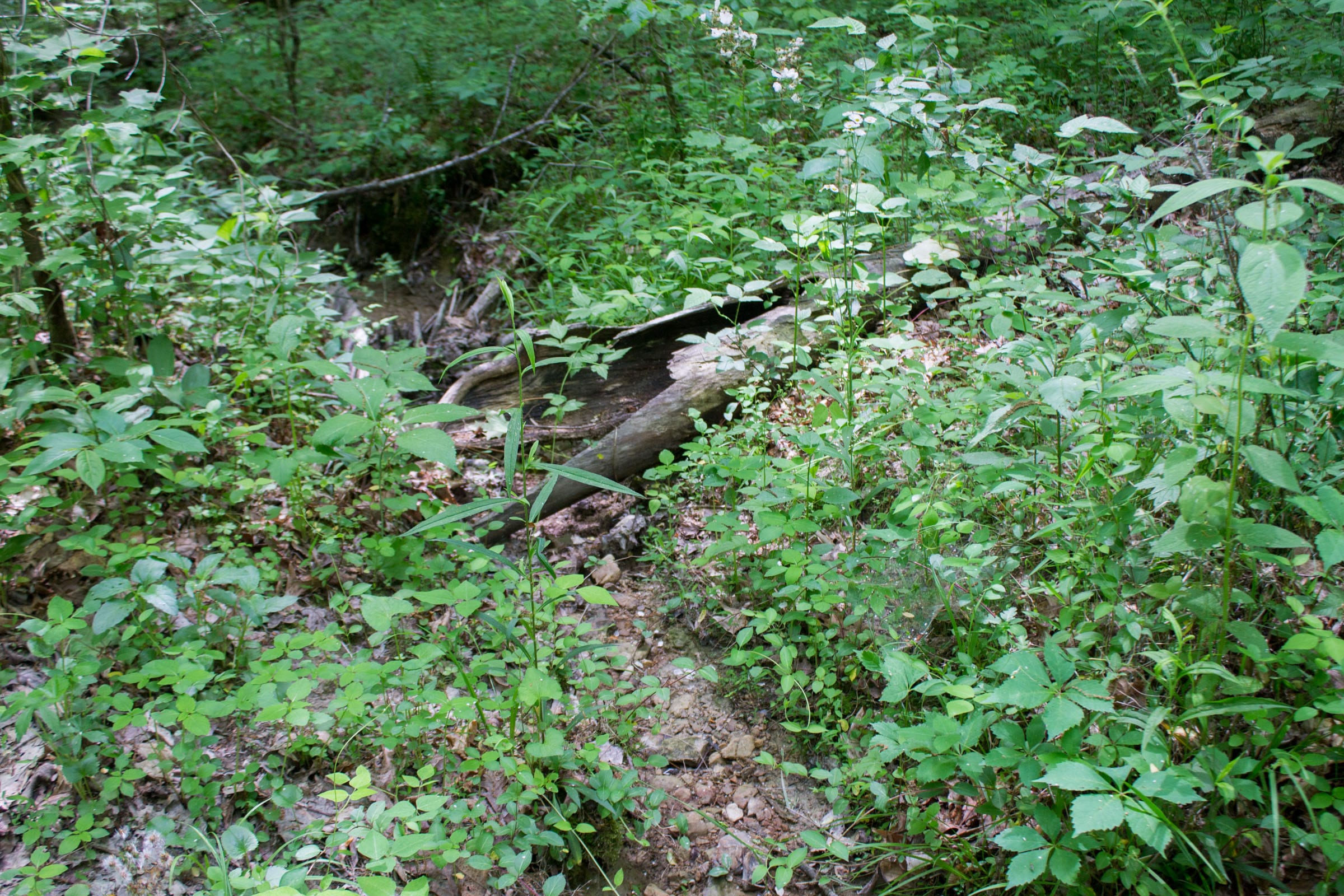 Laurel Ridge Tract 3 photo 12