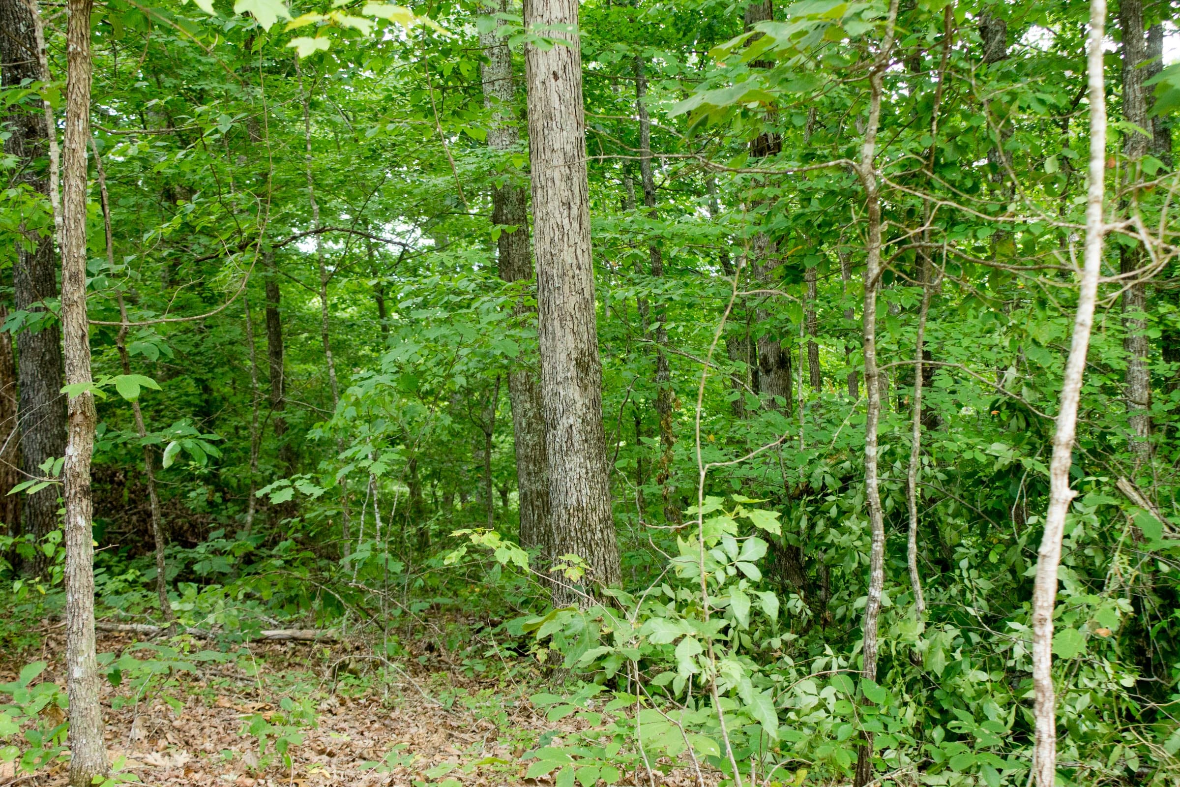 Buck Run Ridge Tract 27 photo 3