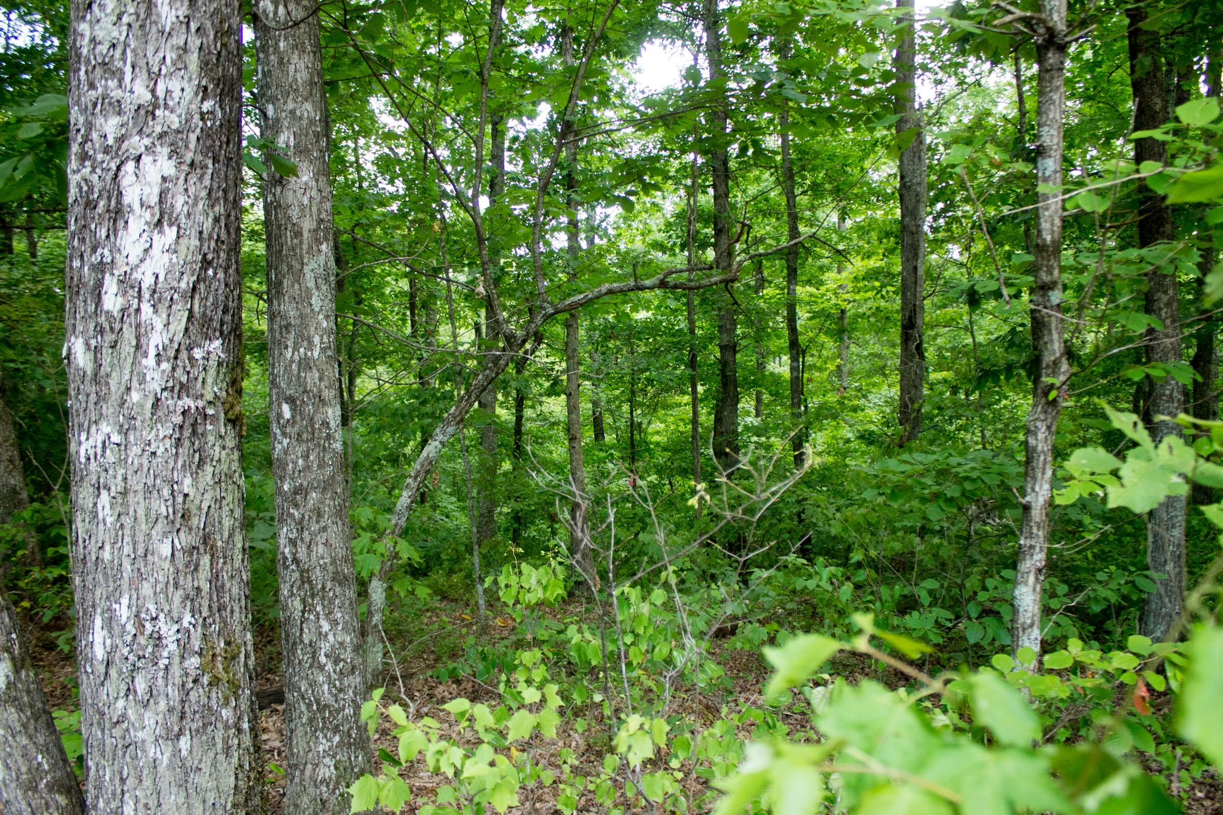 Buck Run Ridge Tract 27 photo 1