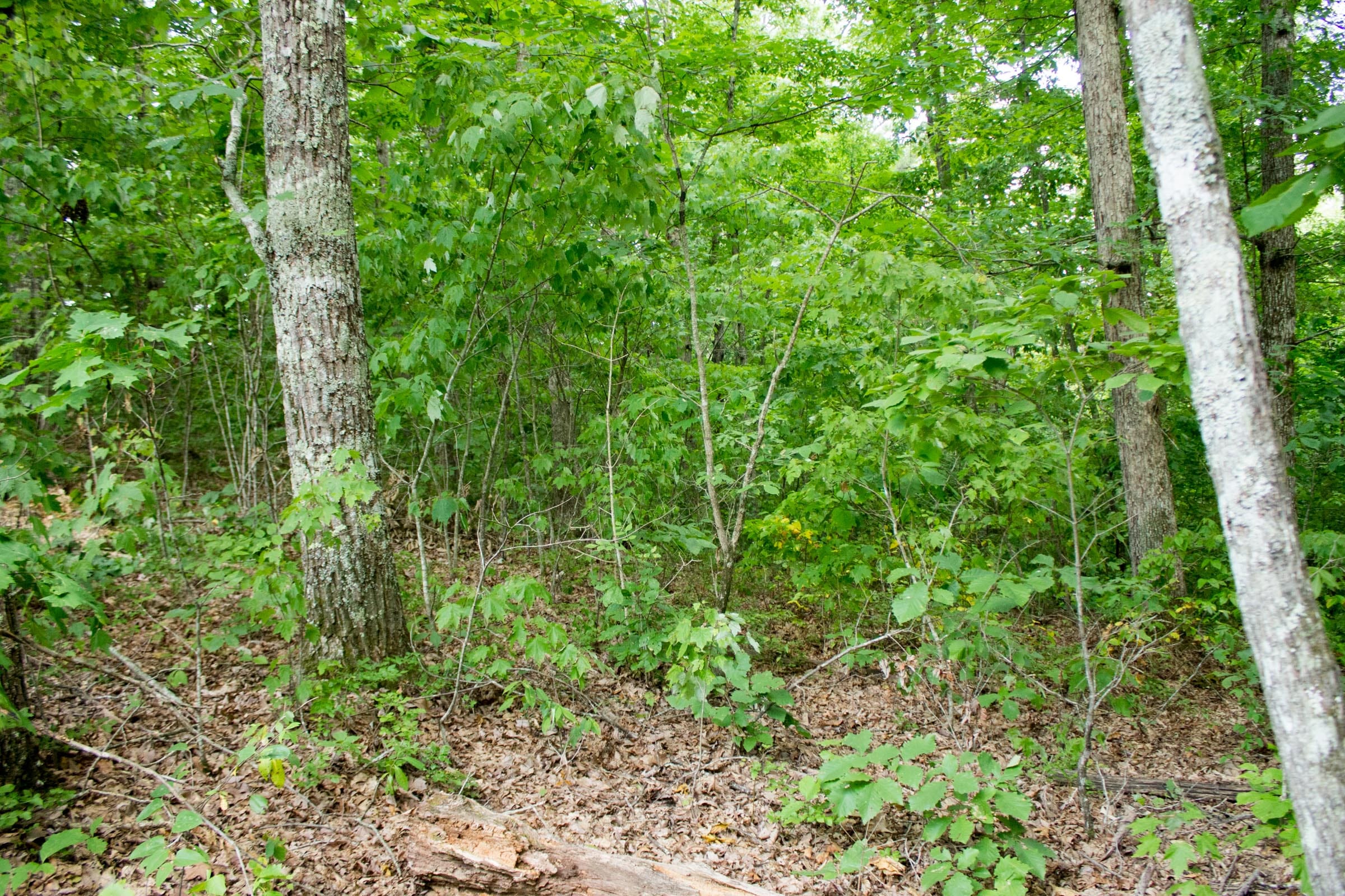 Buck Run Ridge Tract 27 photo 4