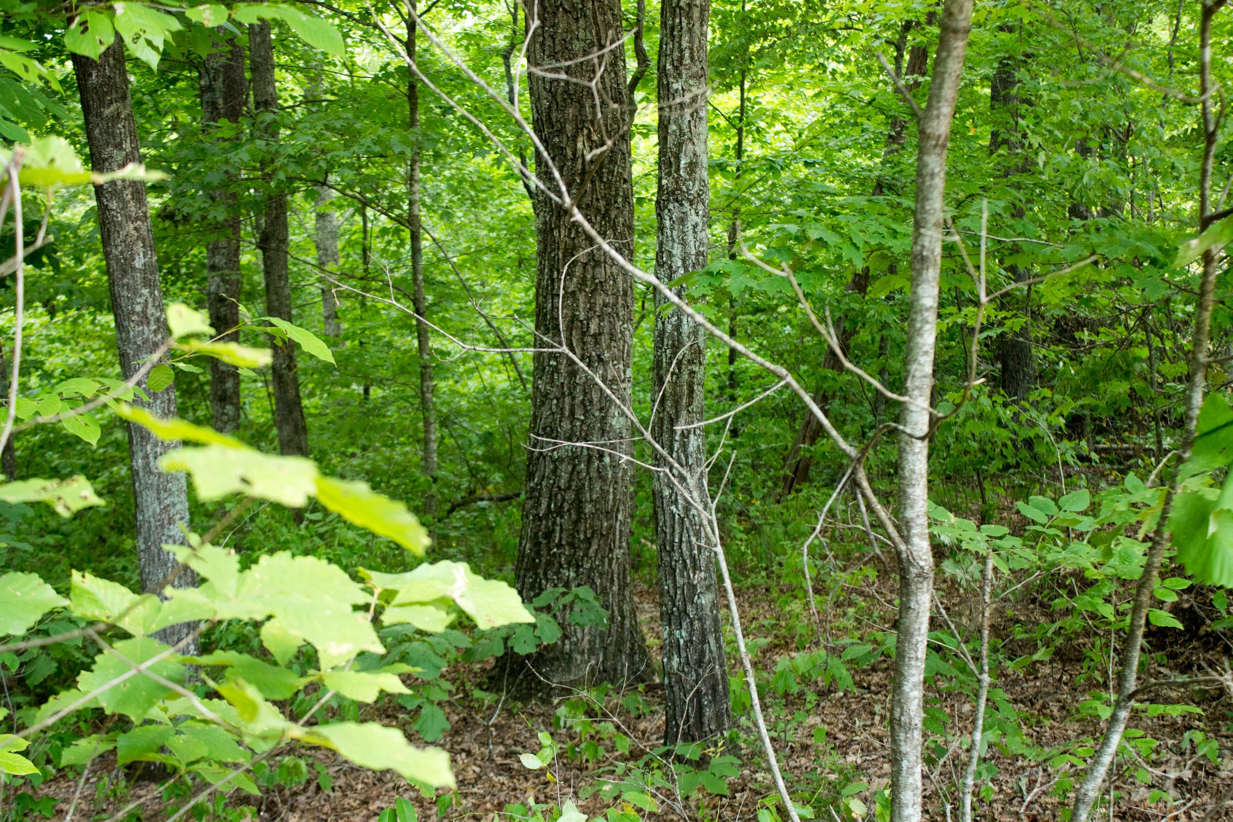 Buck Run Ridge Tract 27 photo 6