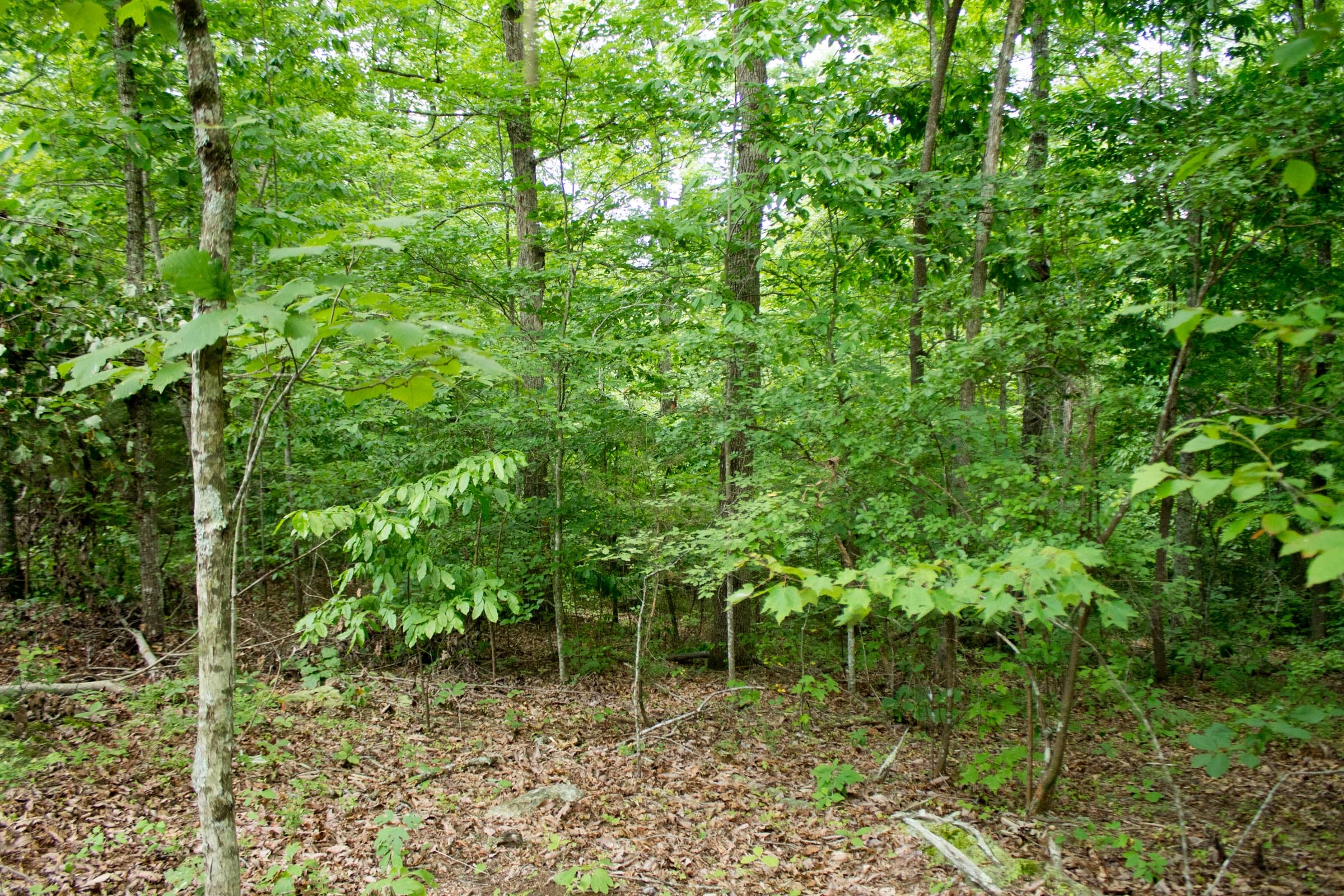 Buck Run Ridge Tract 27 photo 7