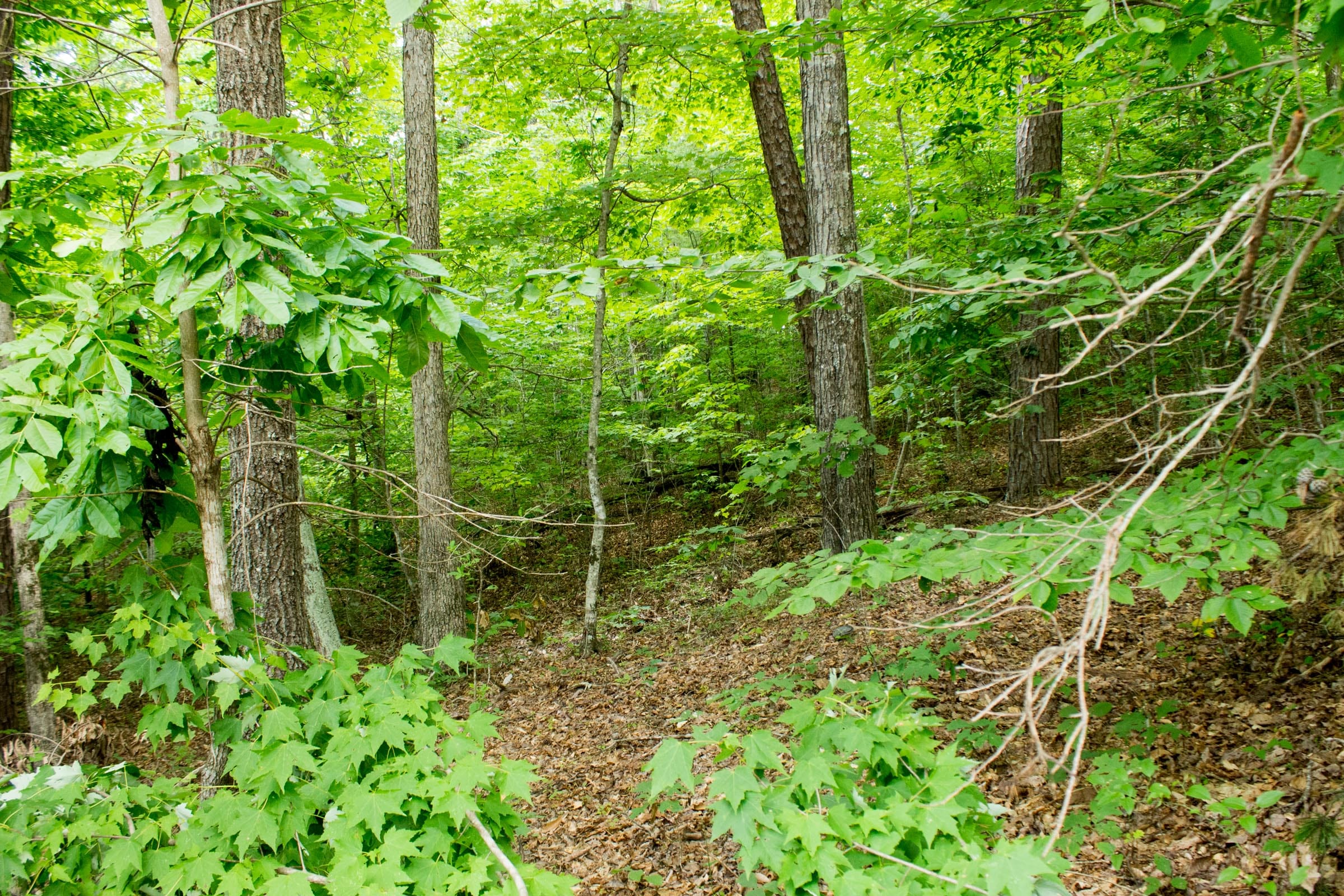 Buck Run Ridge Tract 27 photo 8