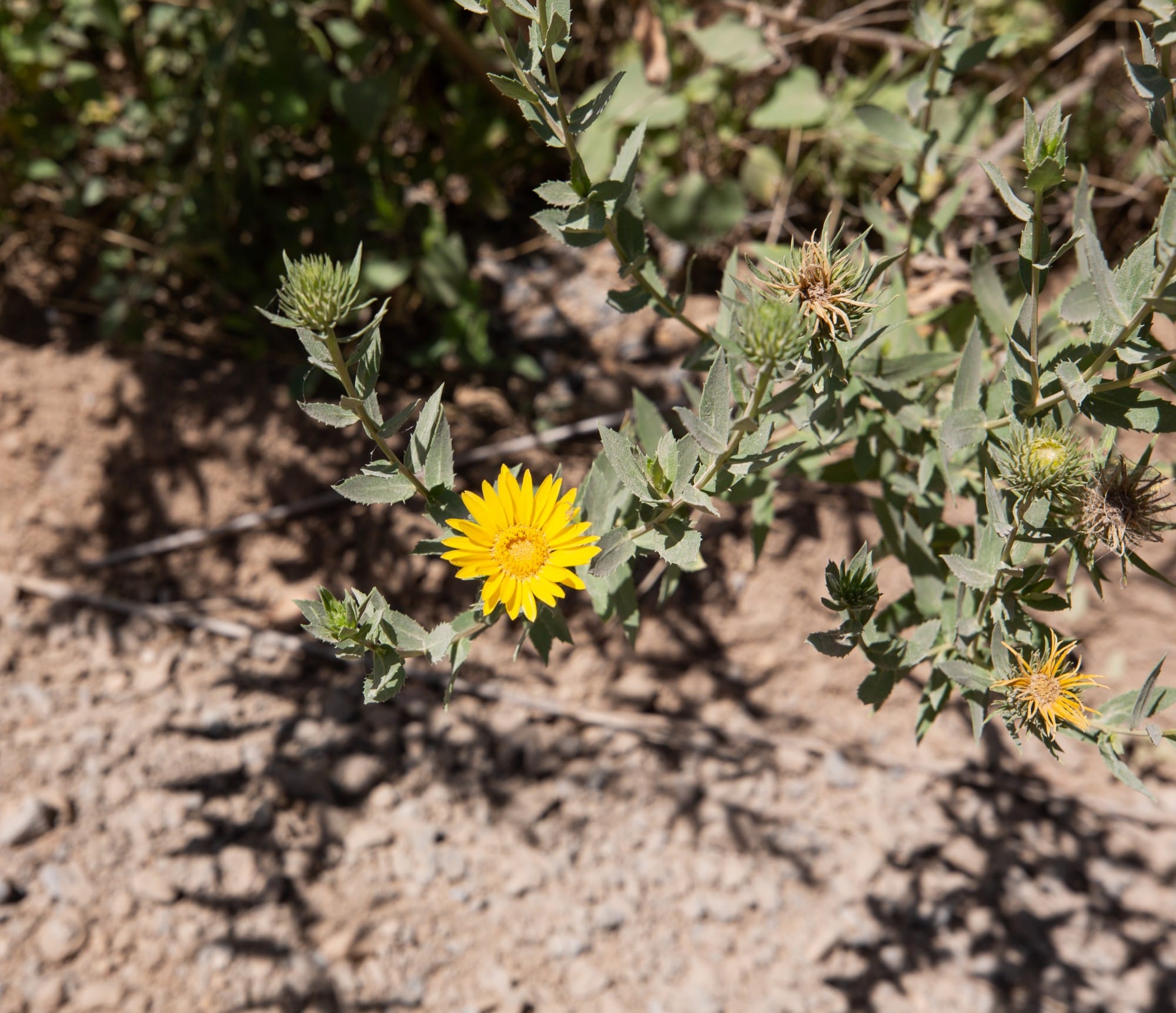 Paradise Valley Tract 27 photo 4
