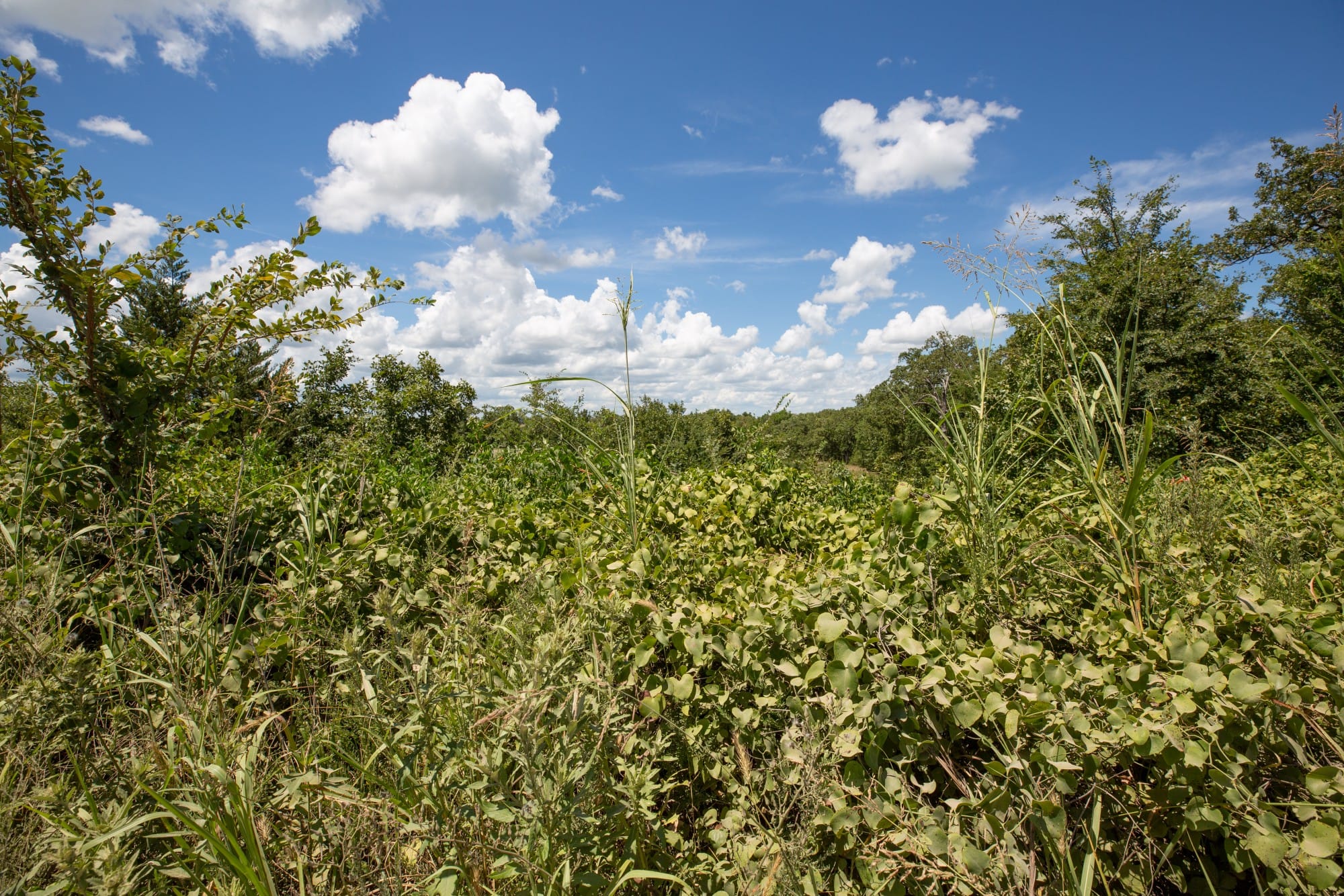 Paradise Valley Tract 27 photo 6
