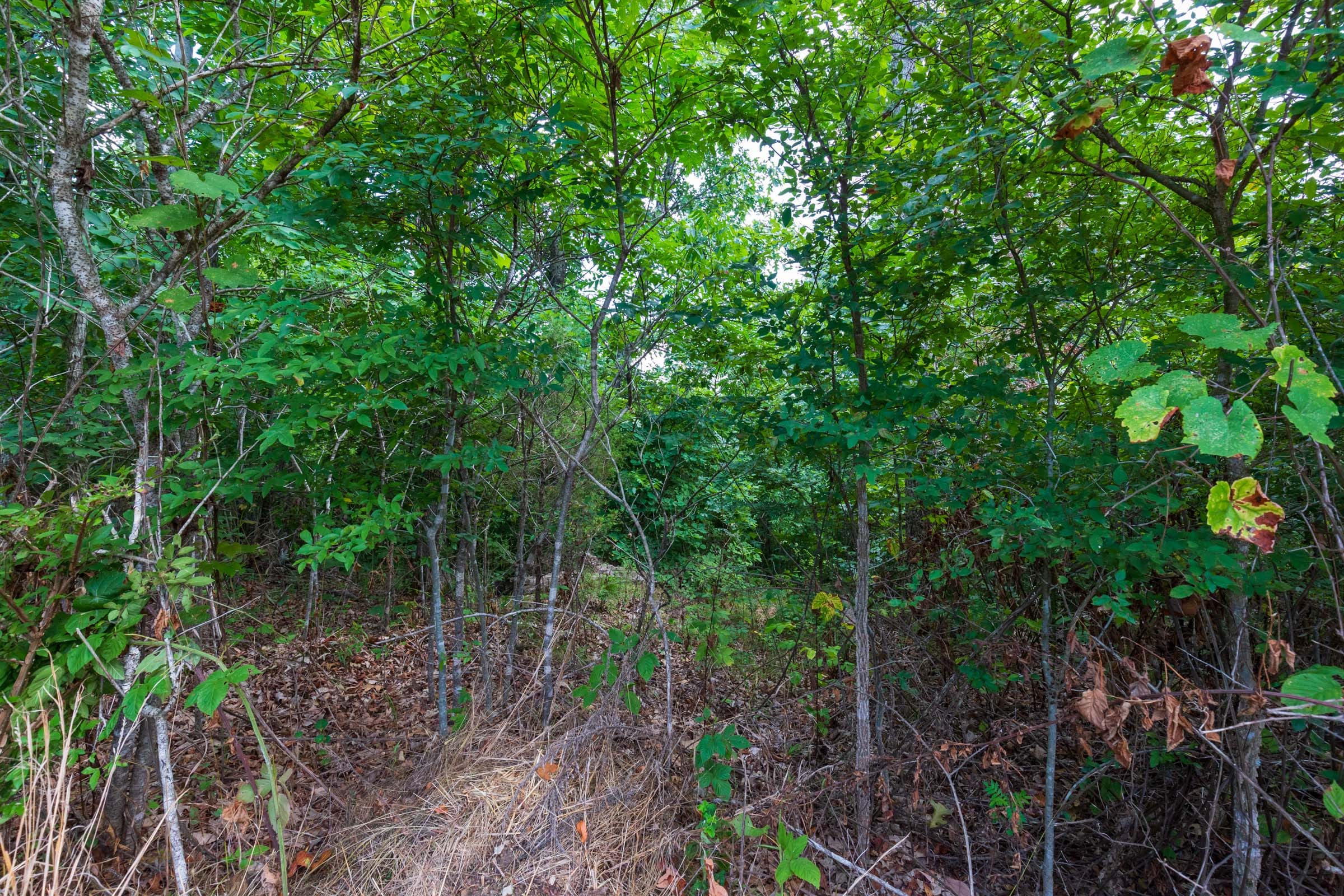 Cypress Ridge Tract 16 photo 3