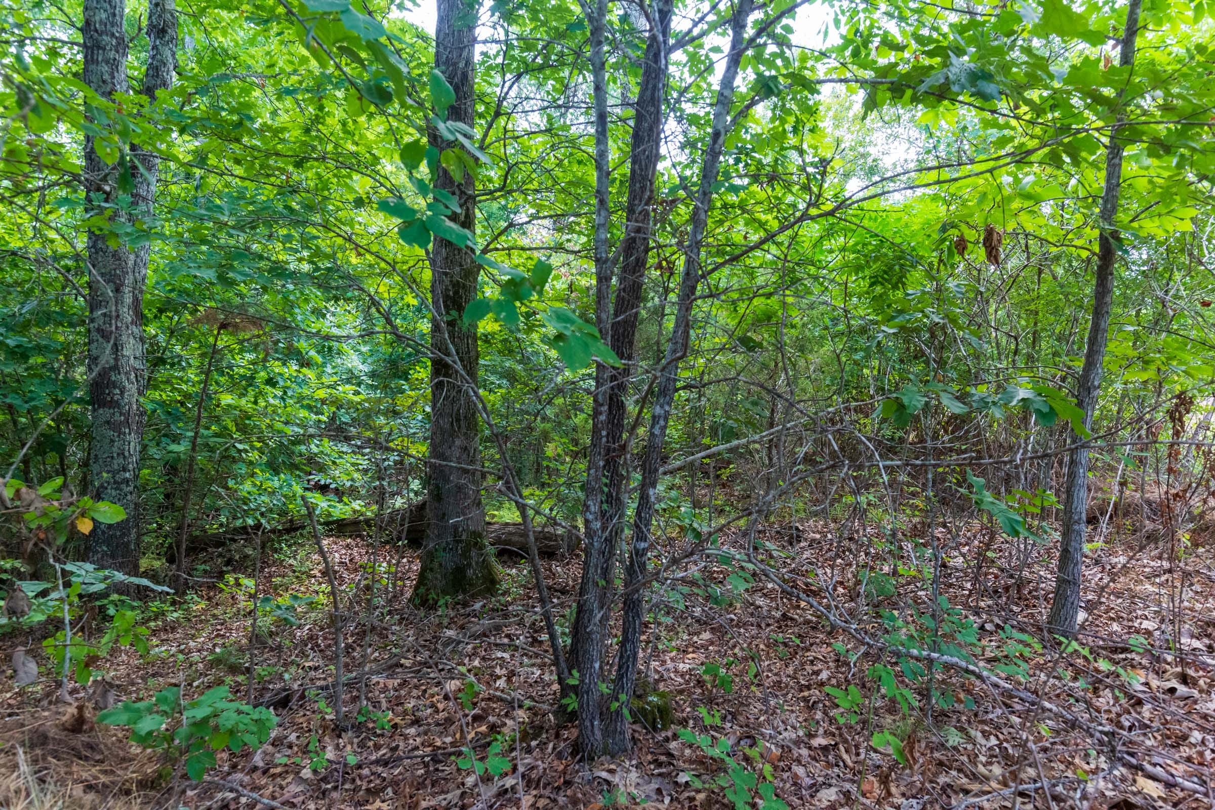 Cypress Ridge Tract 16 photo 5