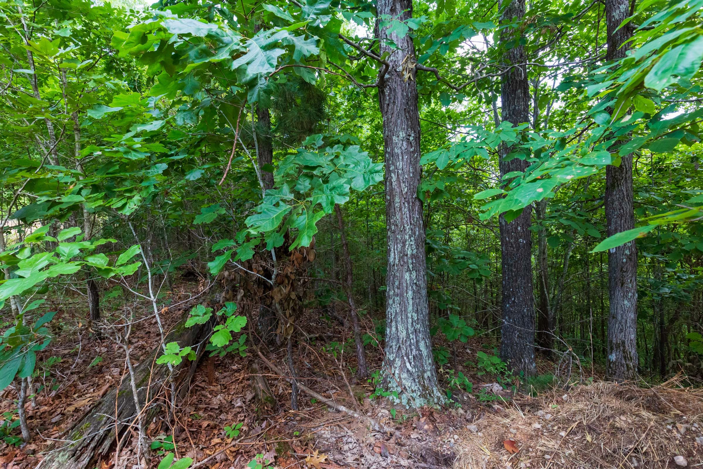 Cypress Ridge Tract 16 photo 4