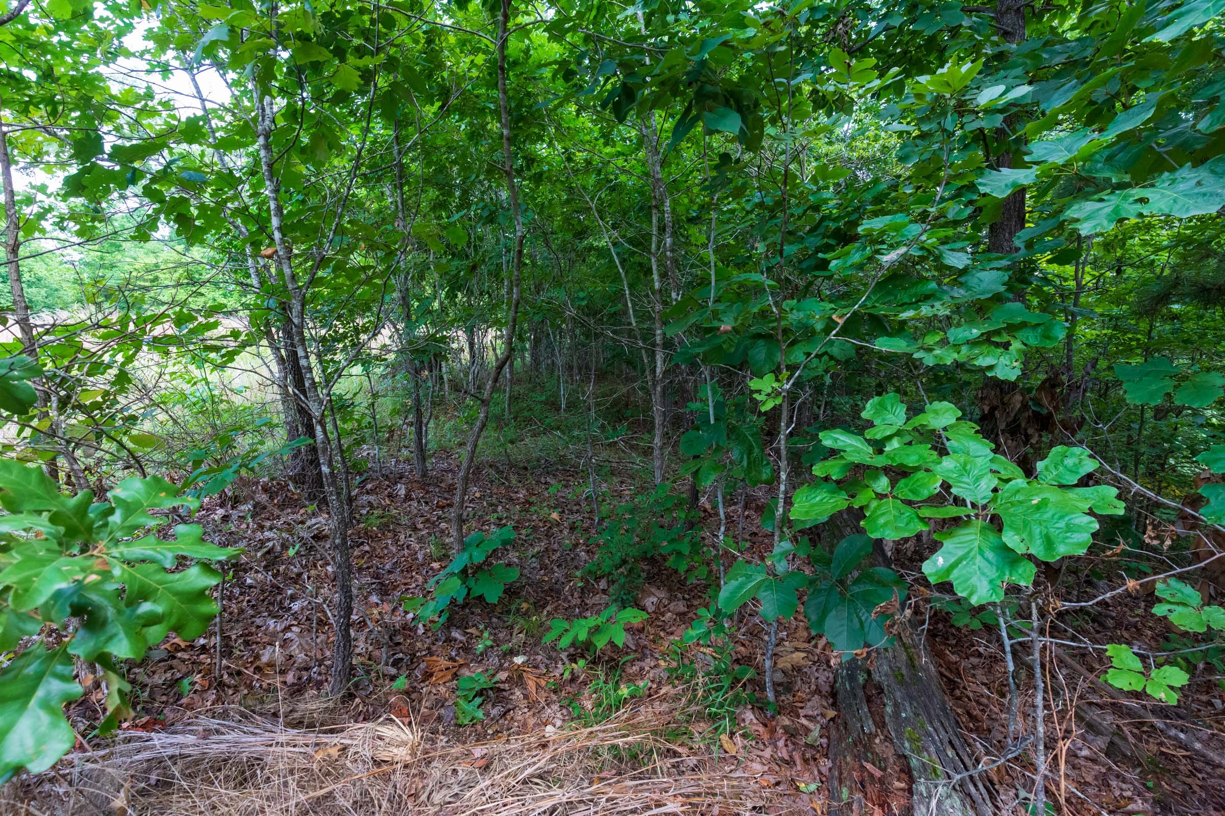 Cypress Ridge Tract 16 photo 7