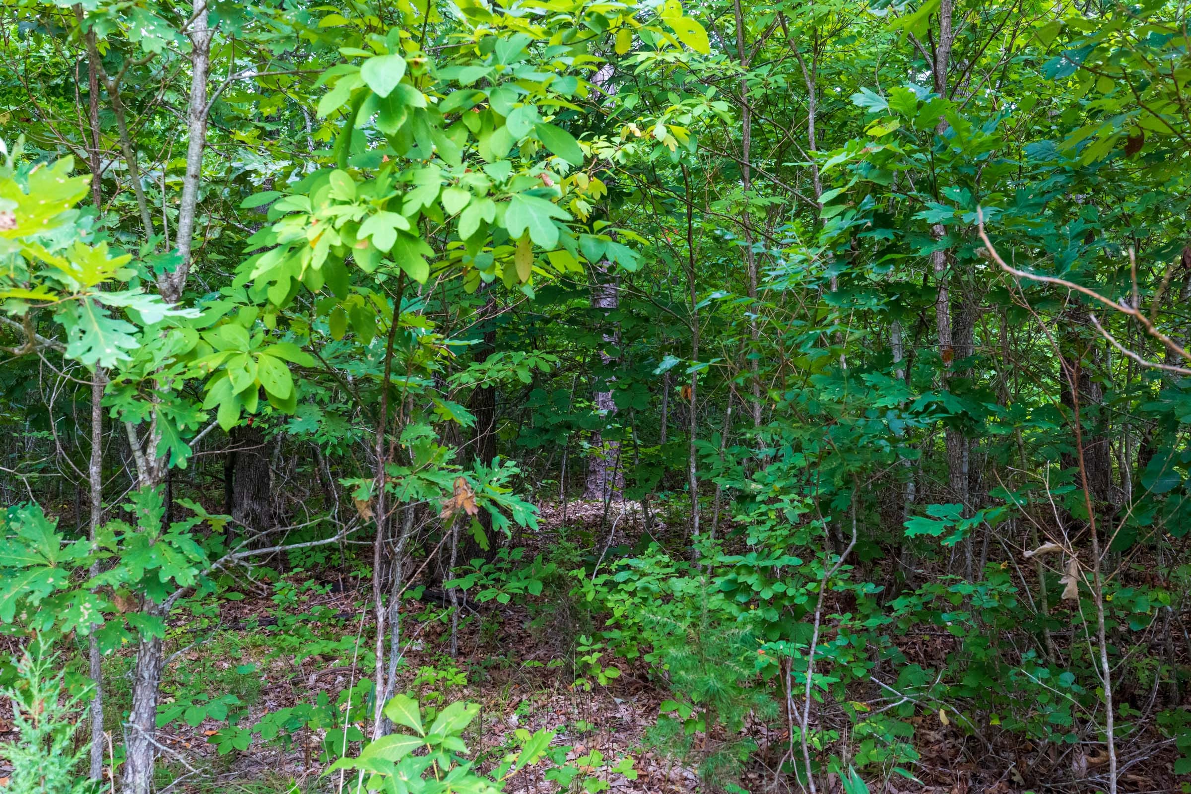 Cypress Ridge Tract 16 photo 9