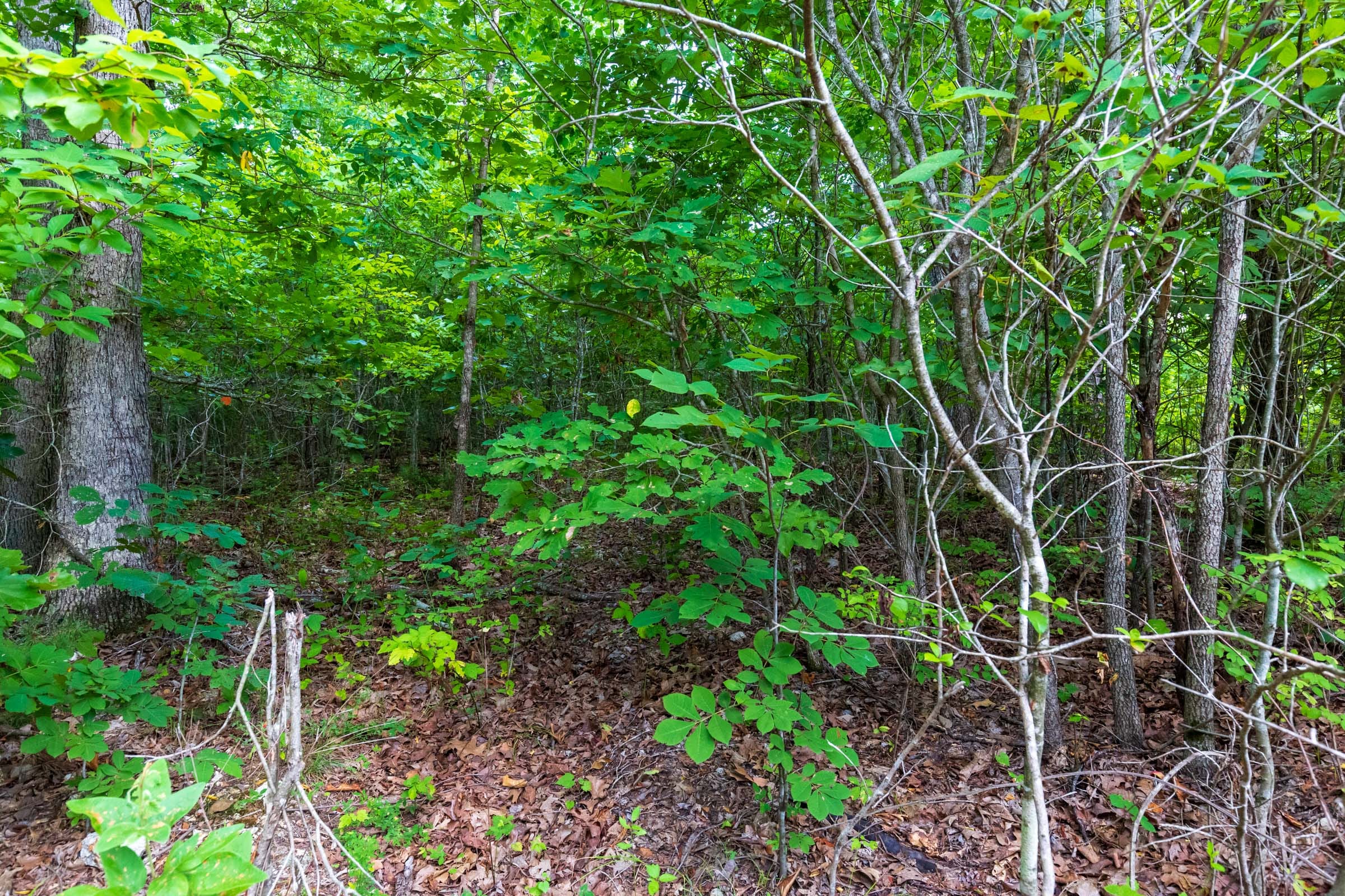 Cypress Ridge Tract 16 photo 11