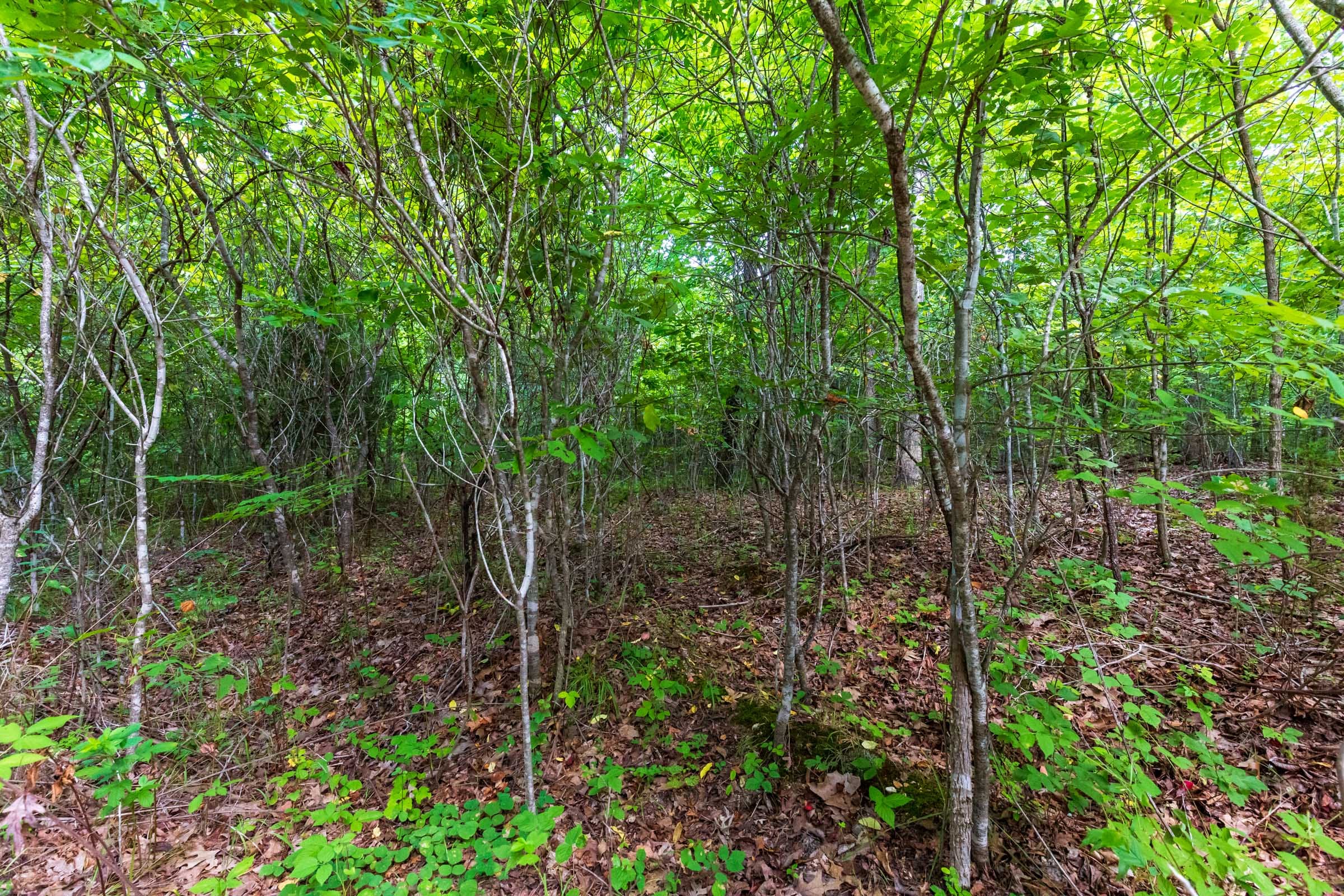 Cypress Ridge Tract 16 photo 8