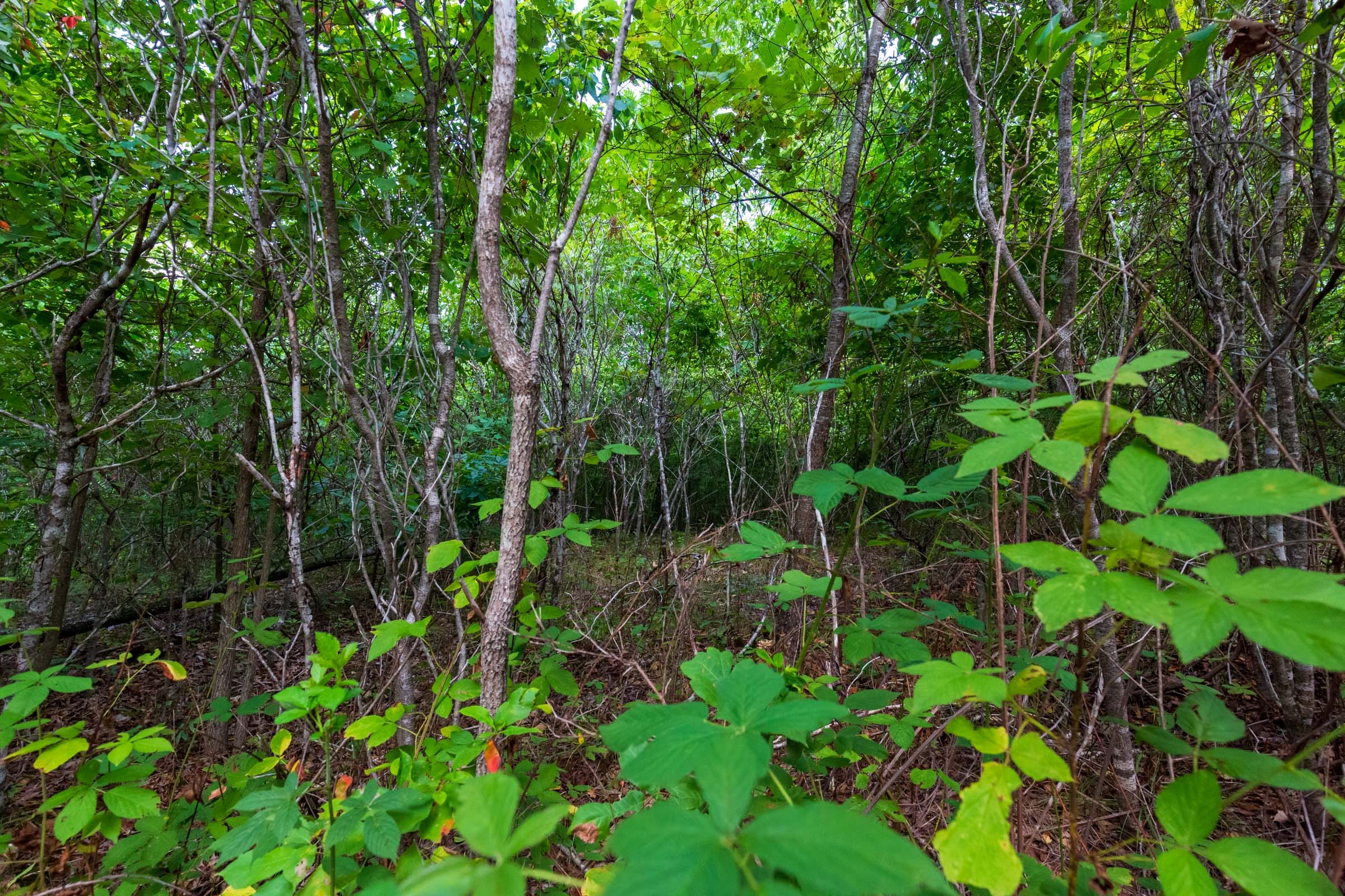 Cypress Ridge Tract 16 photo 10