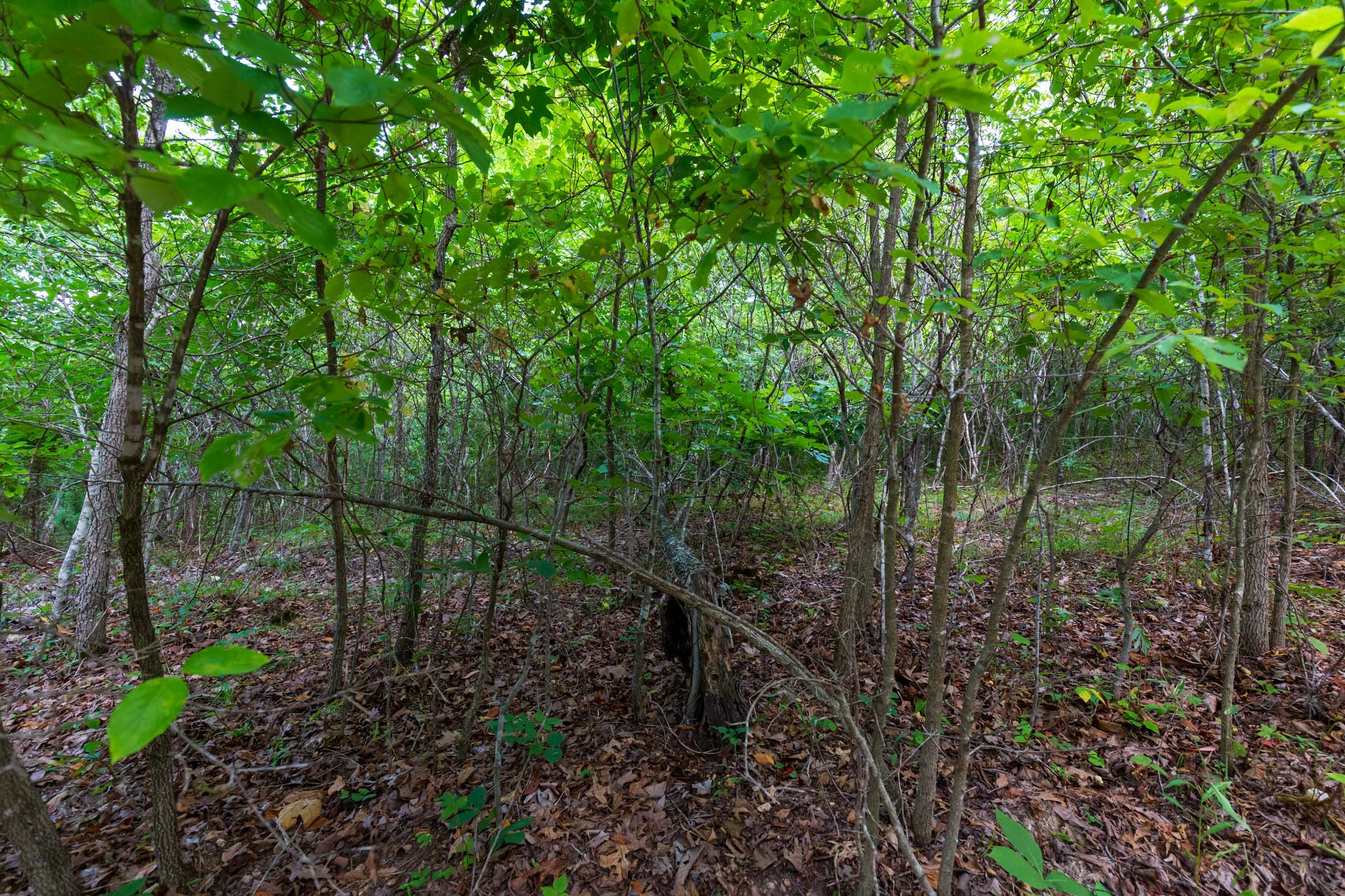 Cypress Ridge Tract 16 photo 13