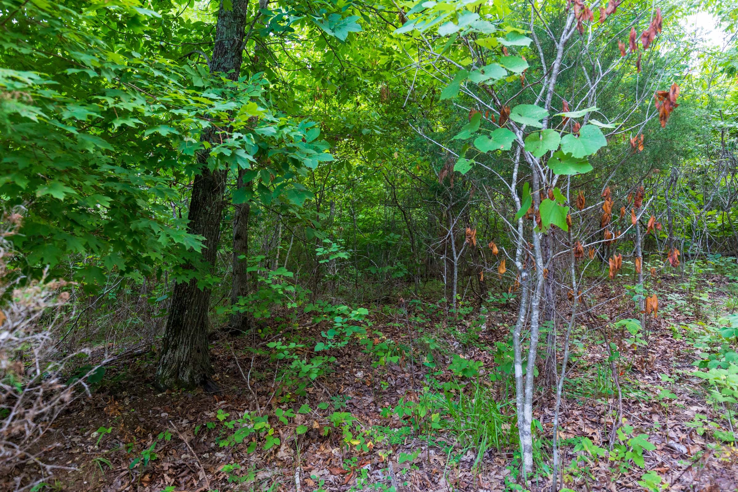 Cypress Ridge Tract 16 photo 15