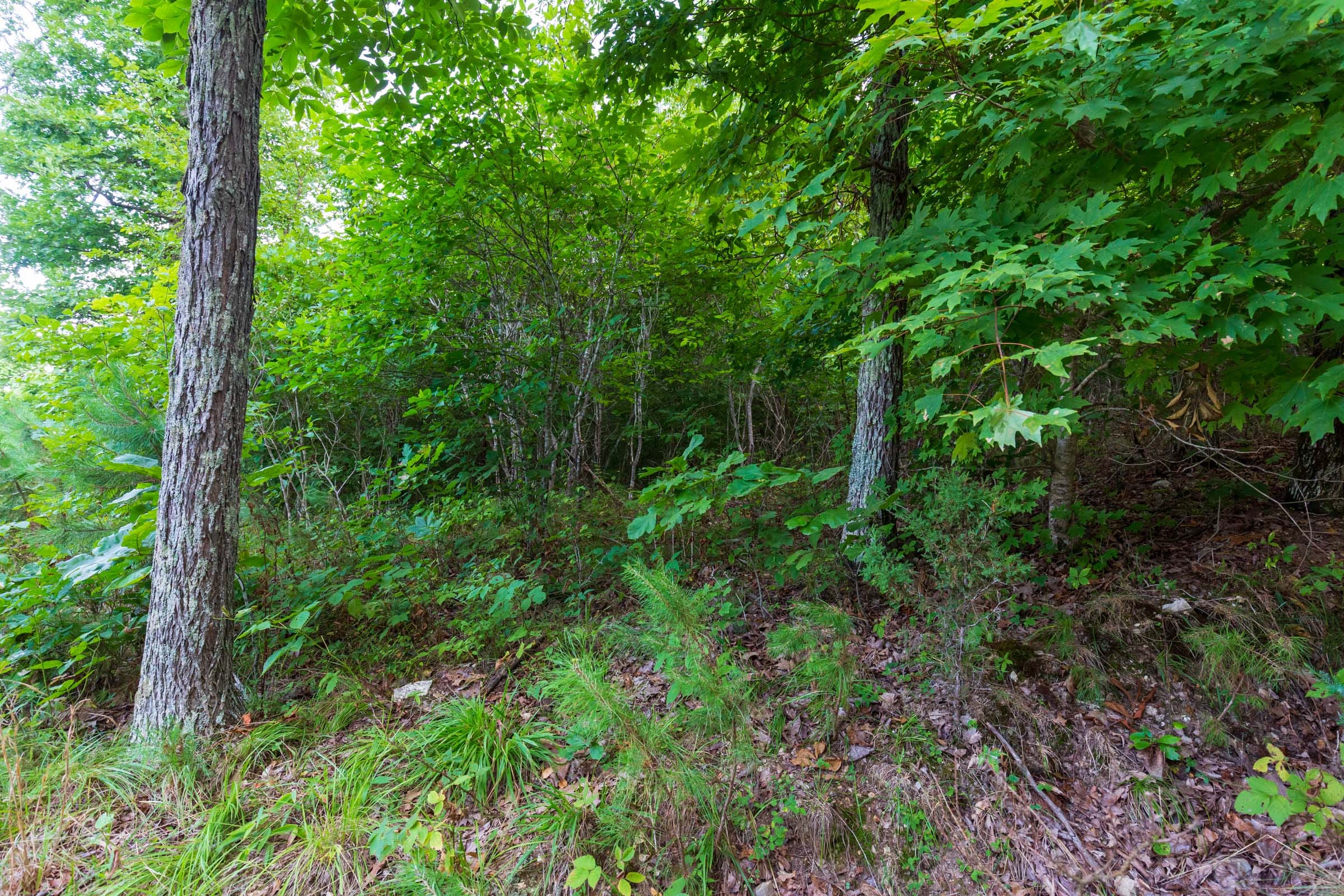 Cypress Ridge Tract 16 photo 14