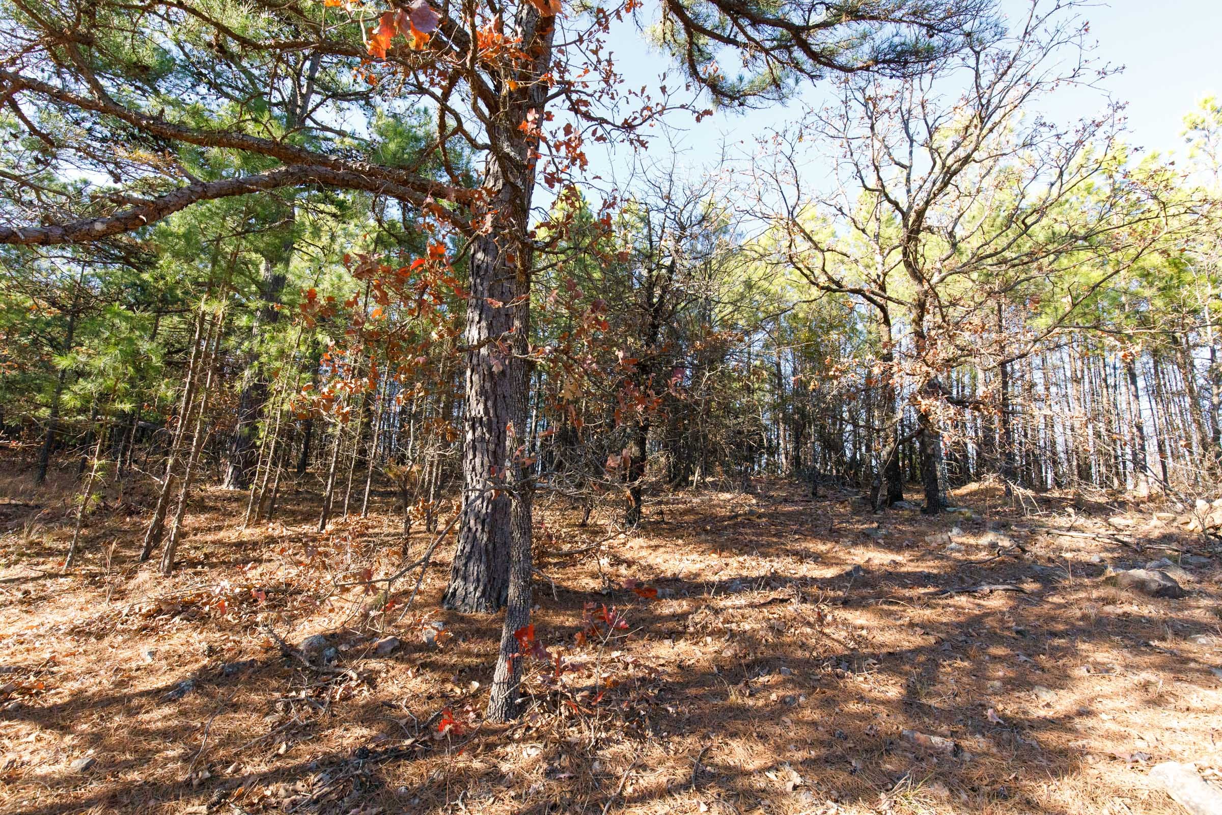 Stone Bridge Phase II Tract 92 photo 6