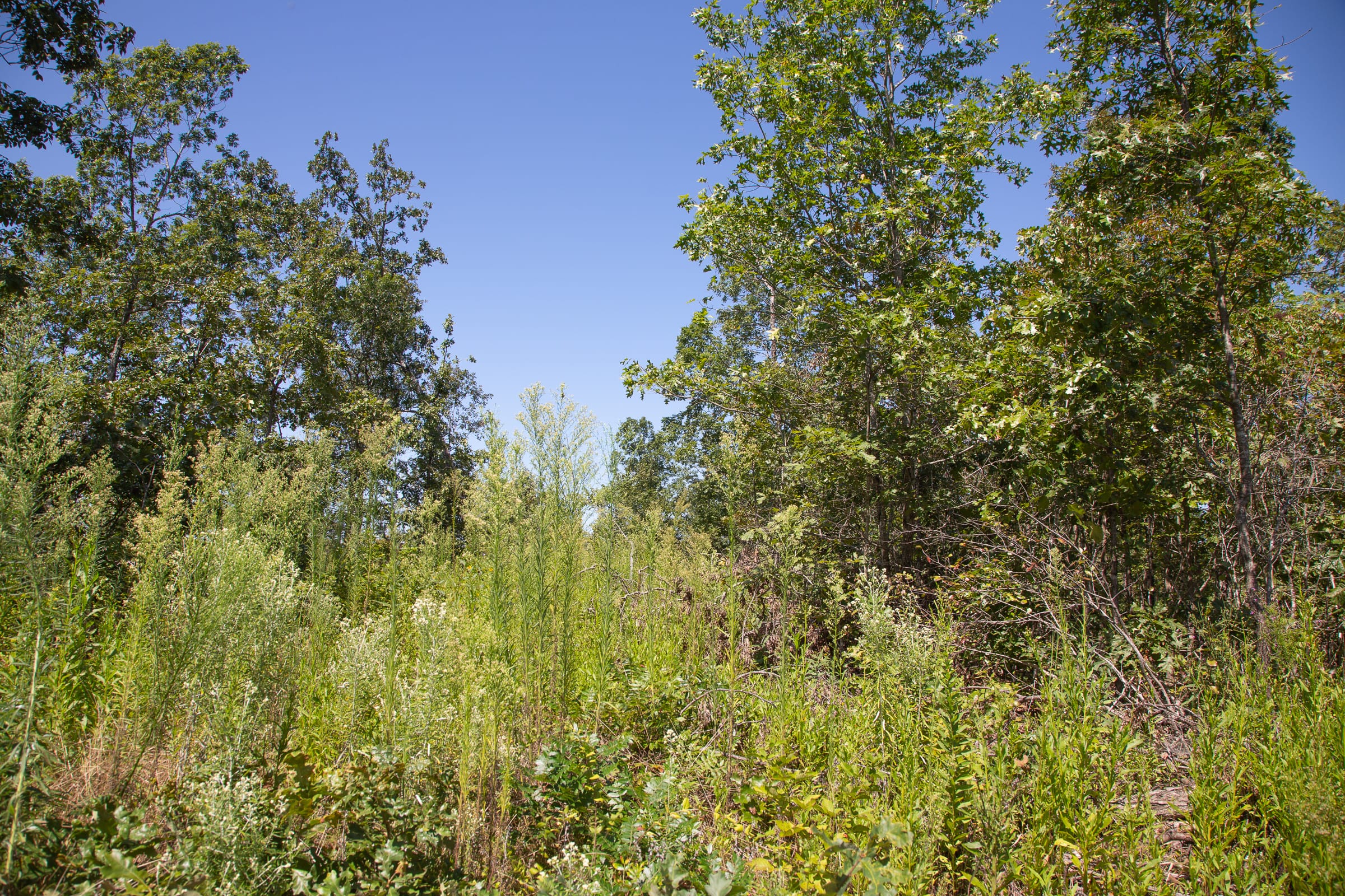 Borgmann’s Hollow Phase III Tract 76 photo 3
