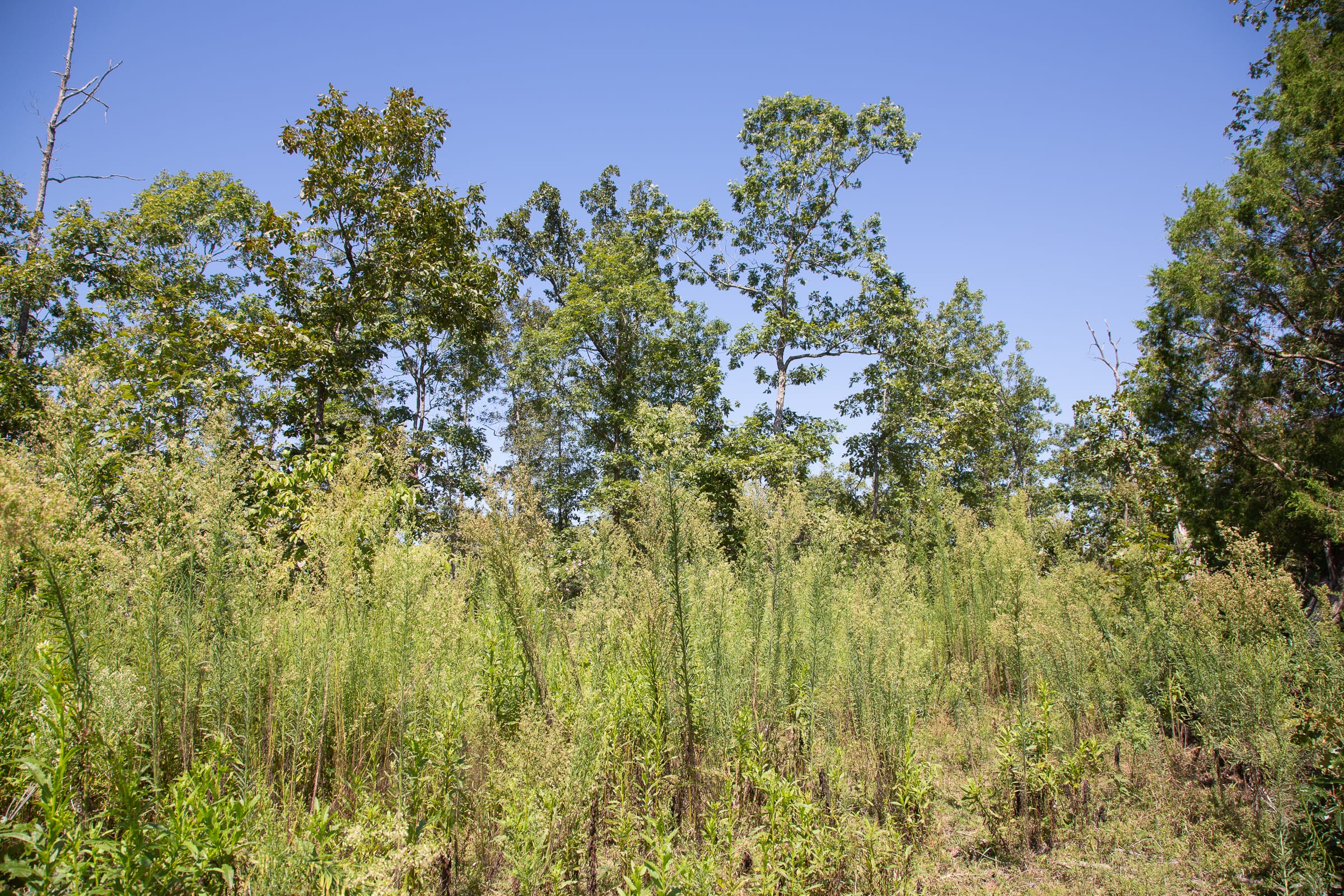 Borgmann’s Hollow Phase III Tract 76 photo 4