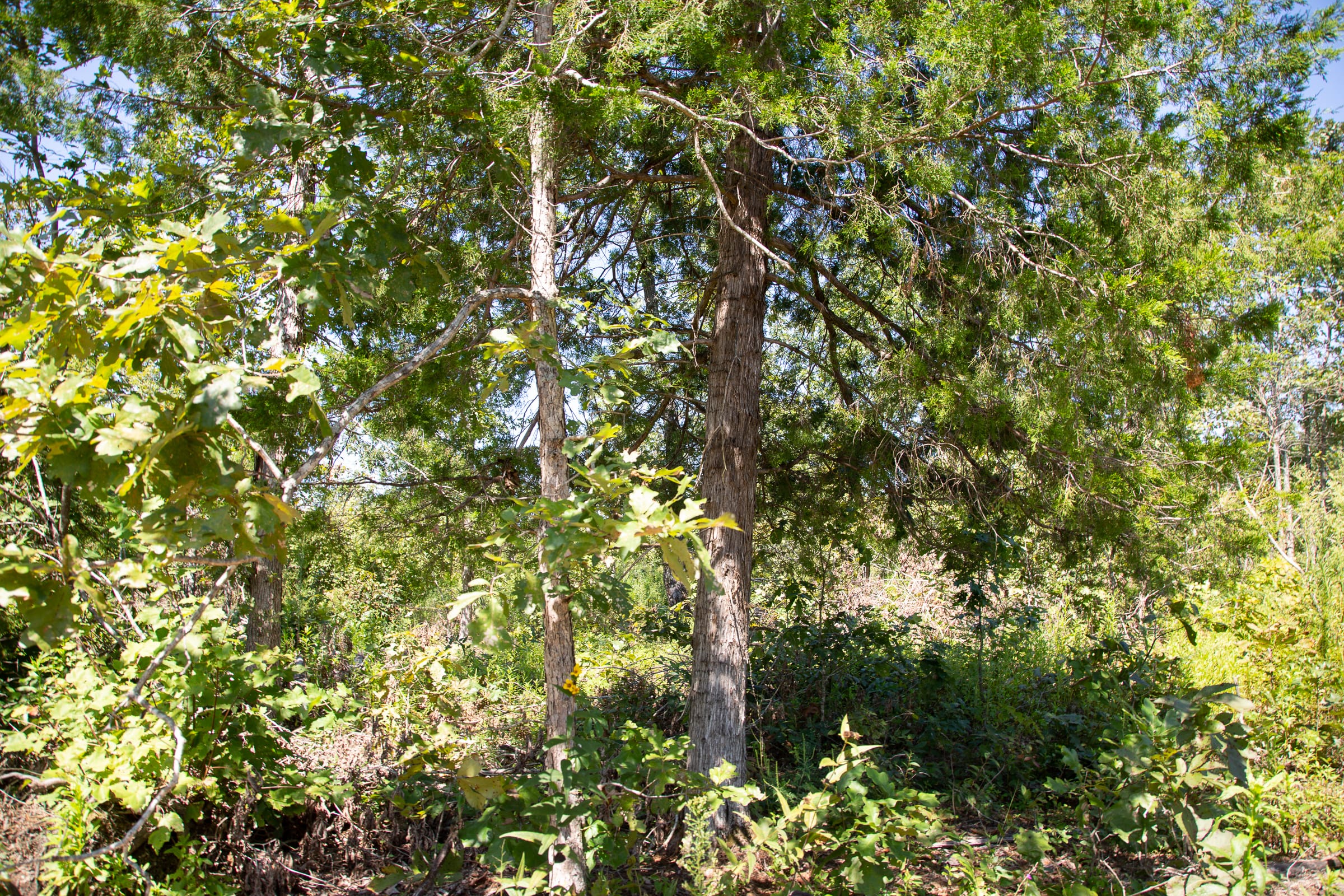 Borgmann’s Hollow Phase III Tract 76 photo 5