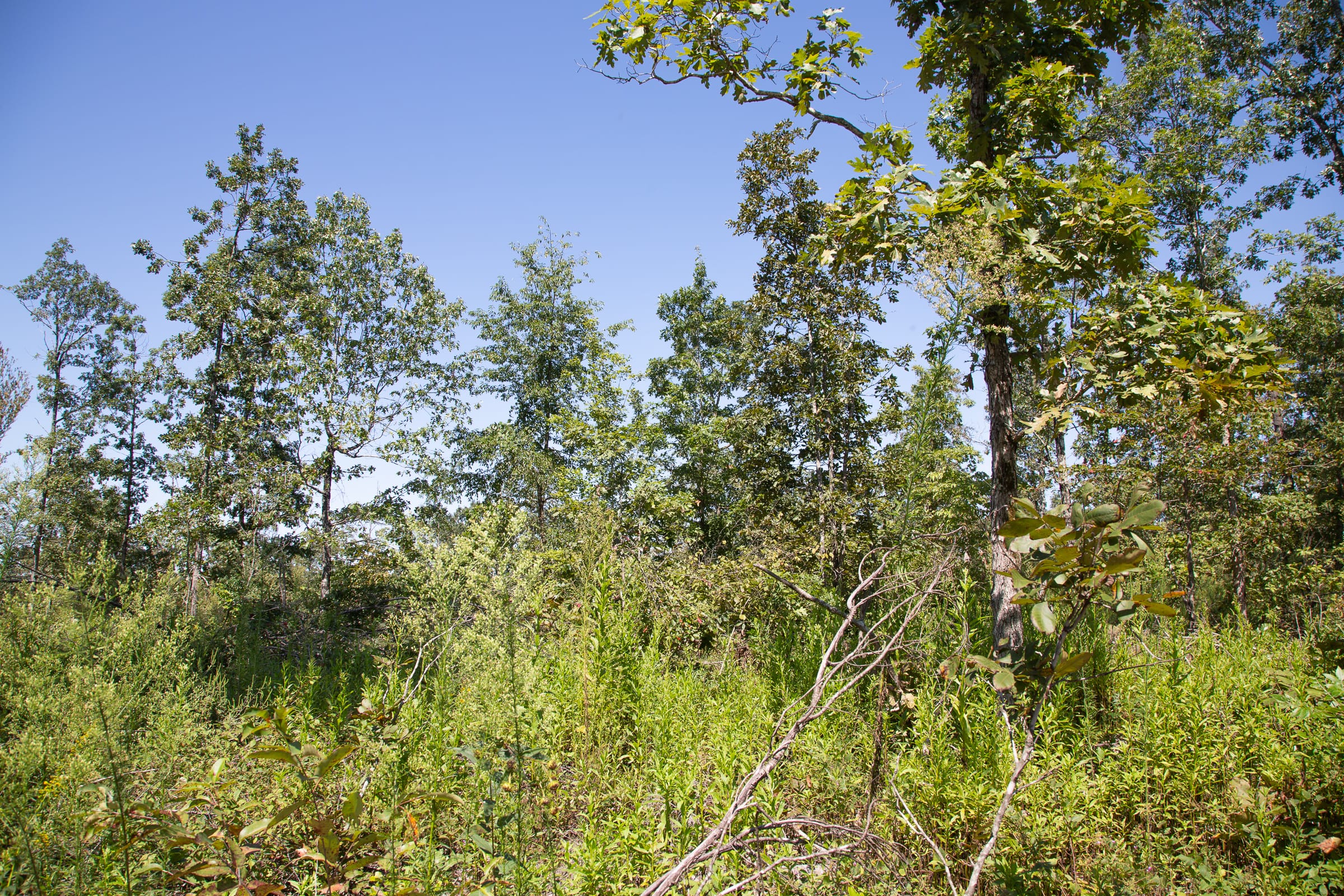 Borgmann’s Hollow Phase III Tract 76 photo 6