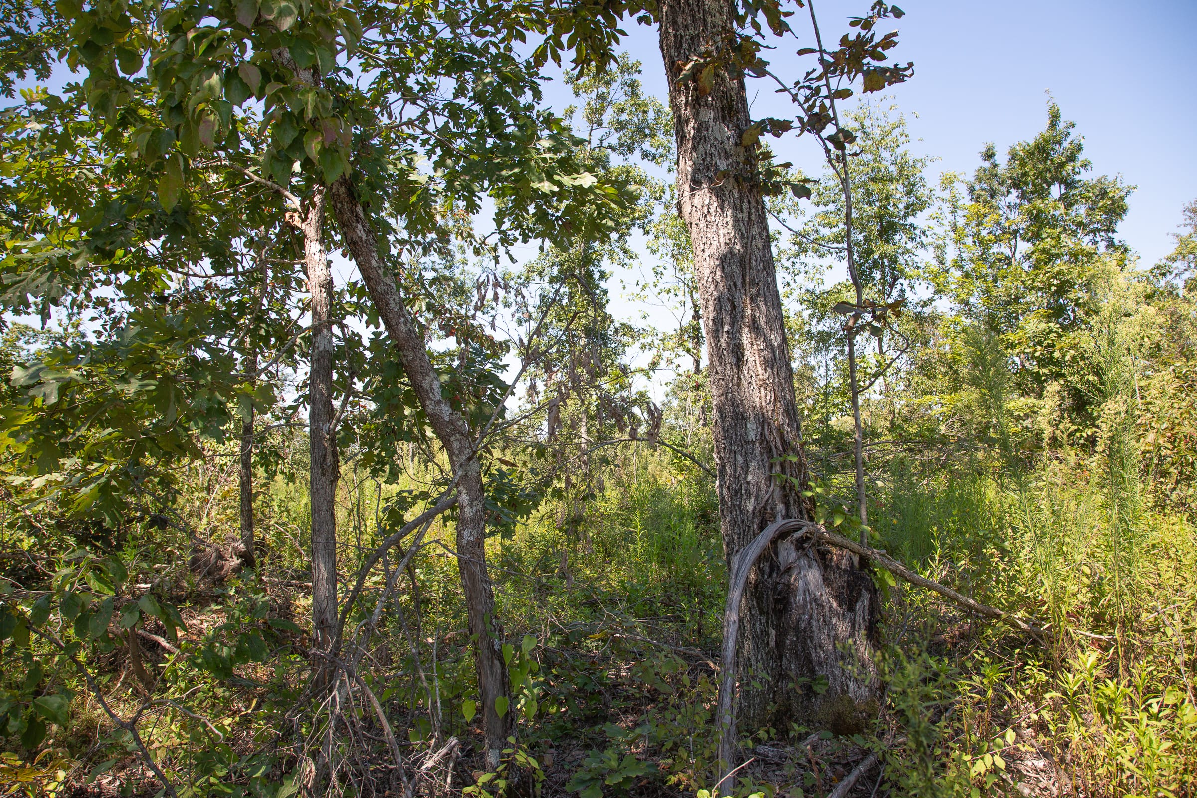 Borgmann’s Hollow Phase III Tract 76 photo 7