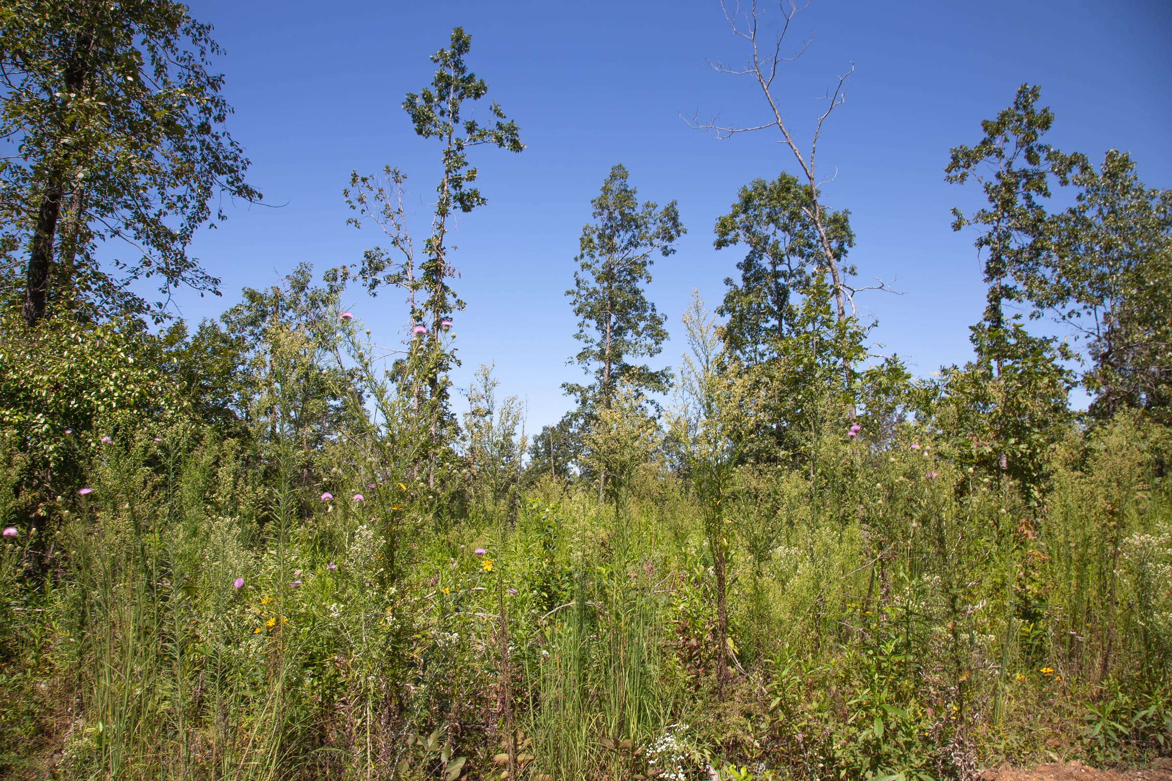 Borgmann’s Hollow Phase III Tract 76 photo 8