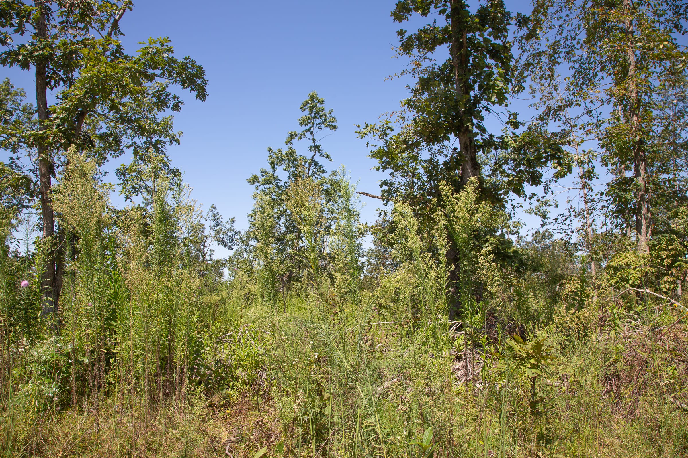 Borgmann’s Hollow Phase III Tract 76 photo 9