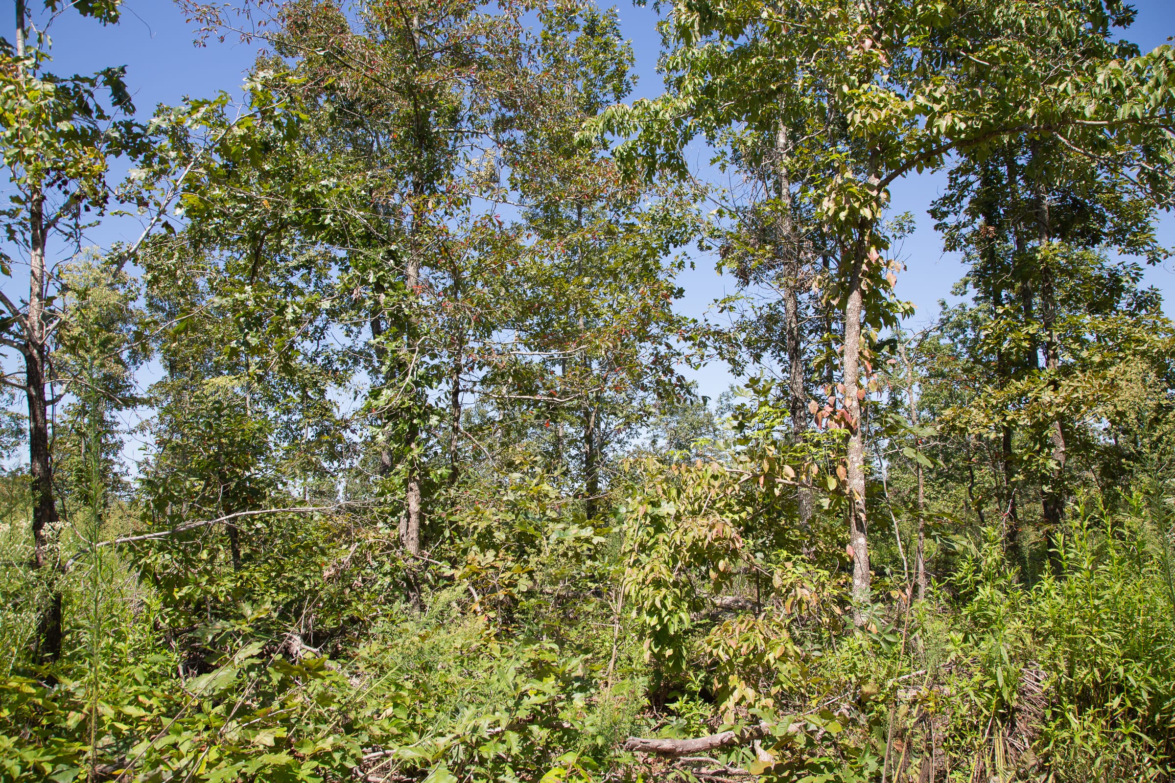 Borgmann’s Hollow Phase III Tract 76 photo 10
