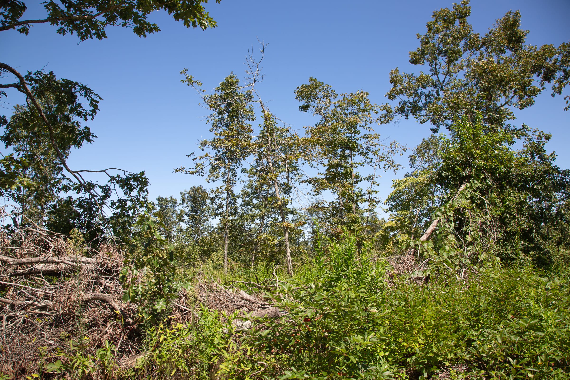 Borgmann’s Hollow Phase III Tract 76 photo 11