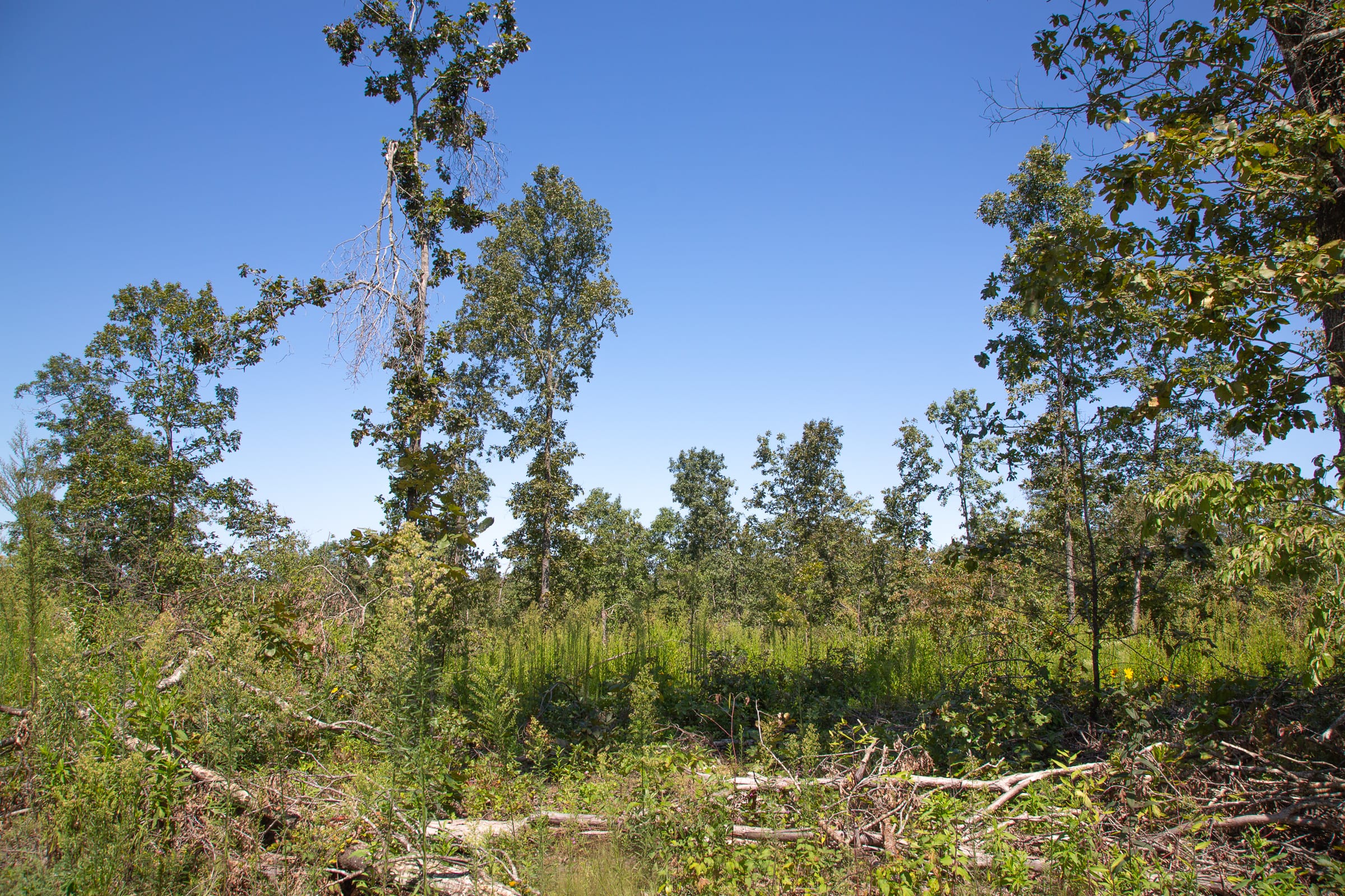 Borgmann’s Hollow Phase III Tract 76 photo 12