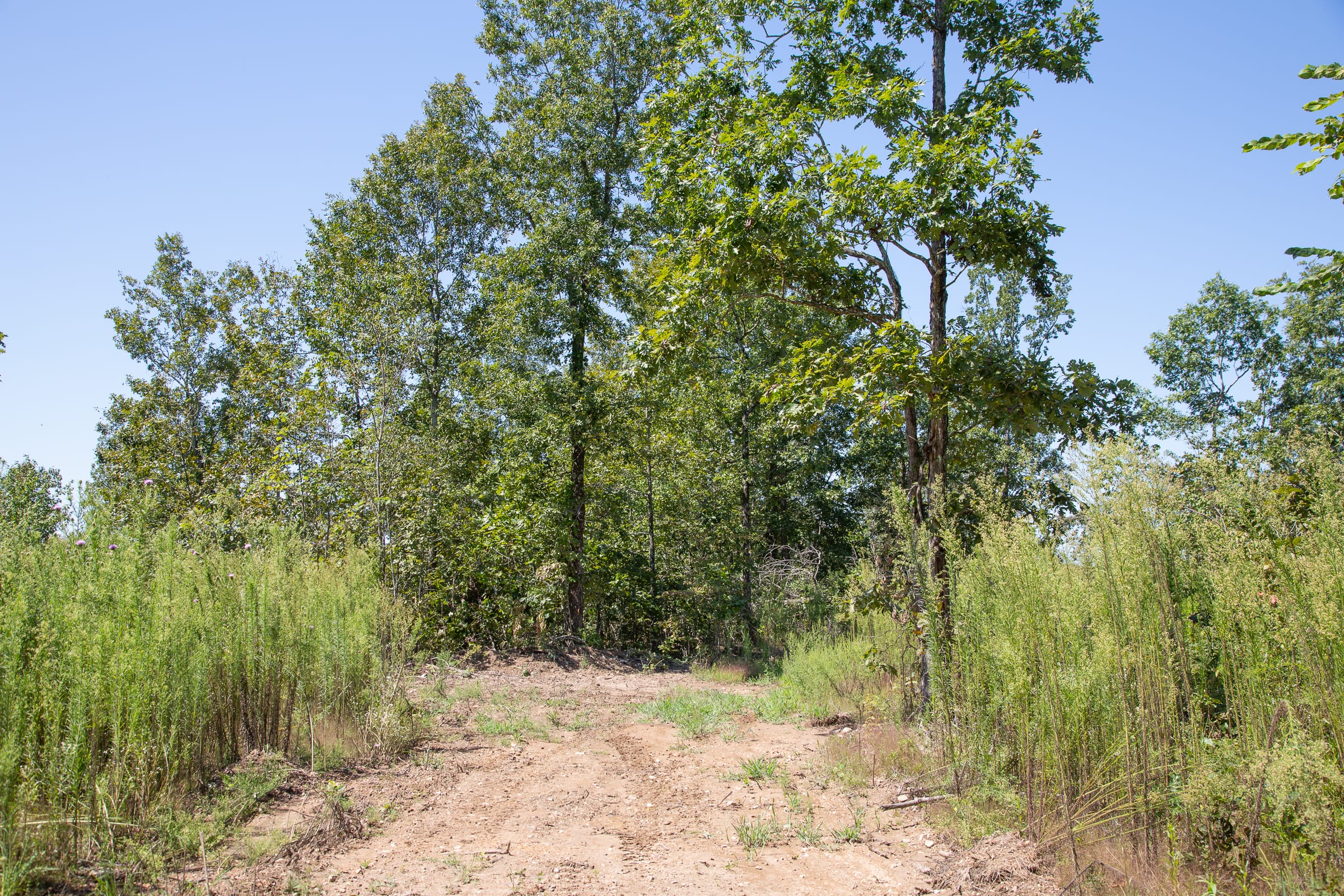 Borgmann’s Hollow Phase III Tract 76 photo 13