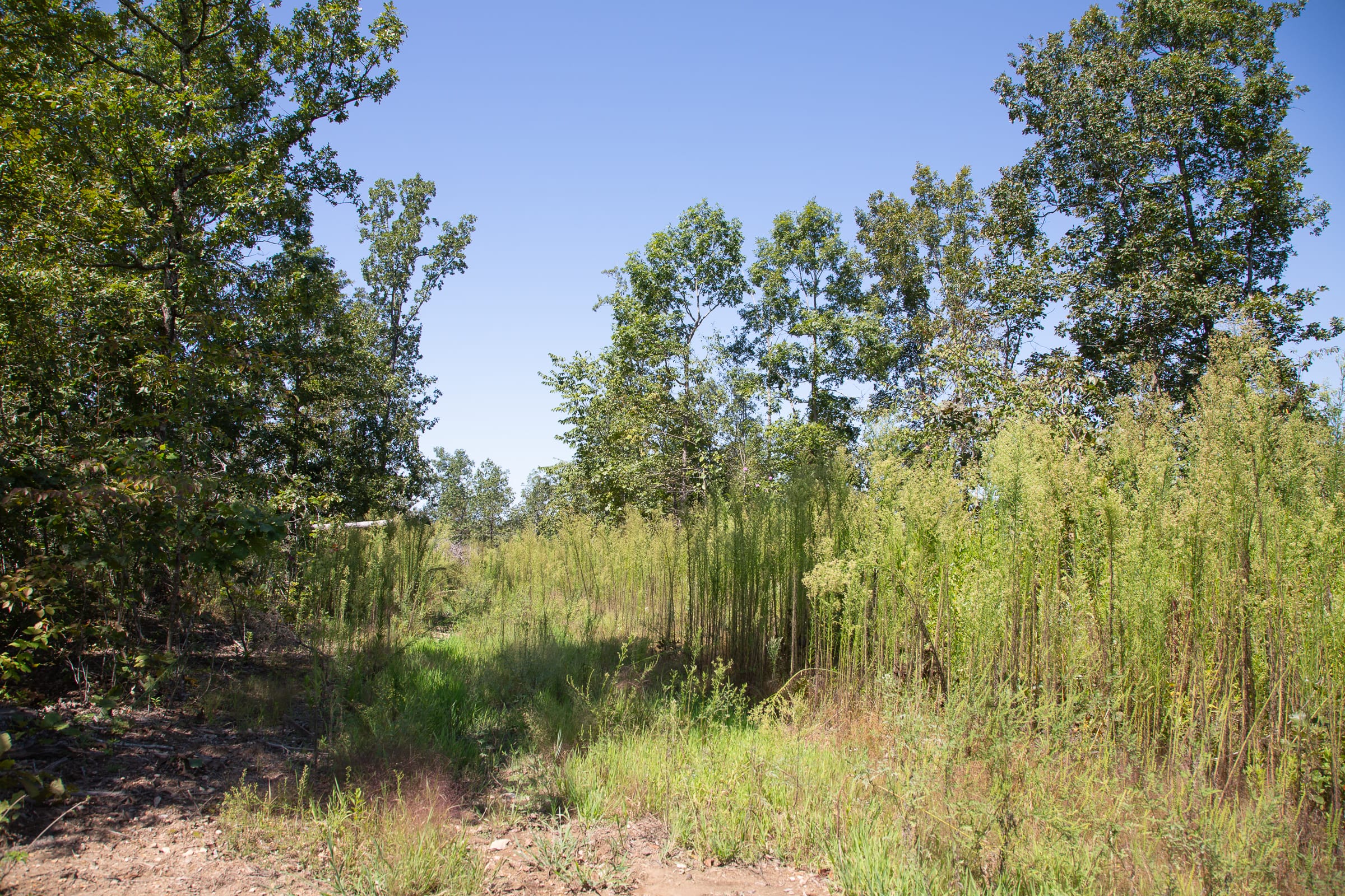 Borgmann’s Hollow Phase III Tract 76 photo 14