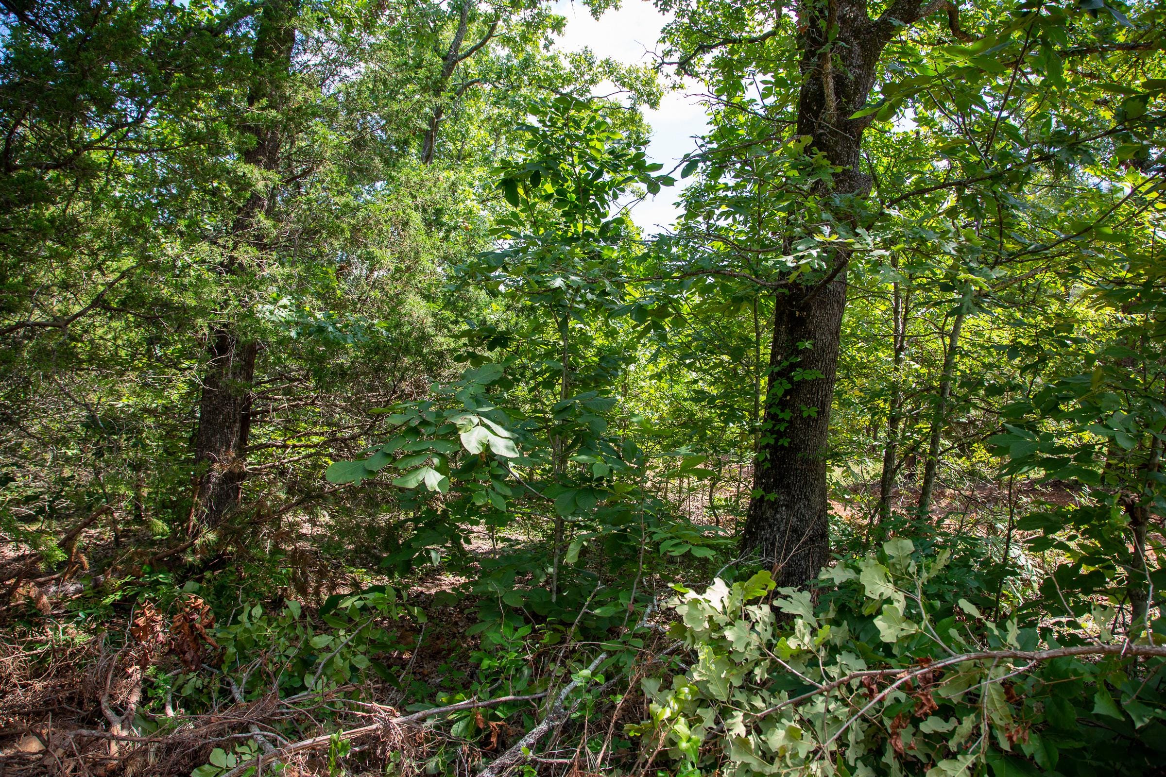 Tyler Stone Ranch Tract 30 photo 4