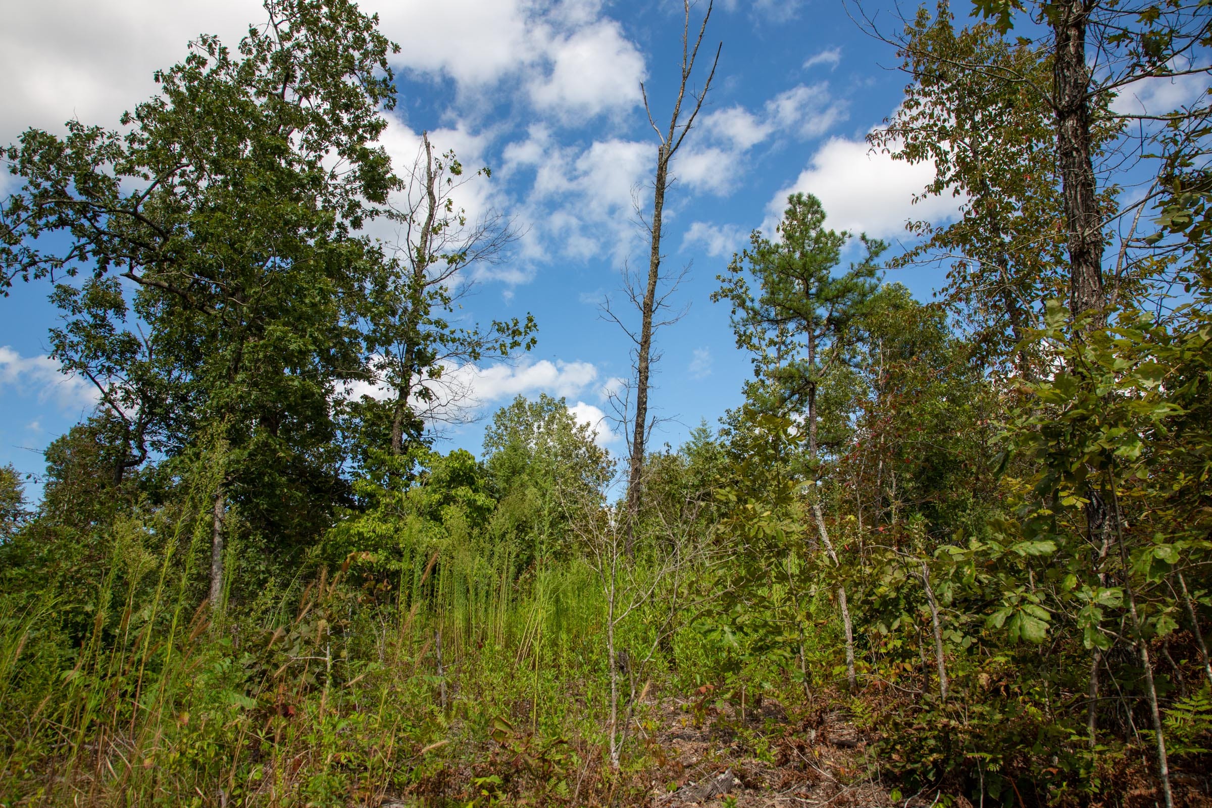 Borgmann’s Hollow Phase II Tract 59 photo 2