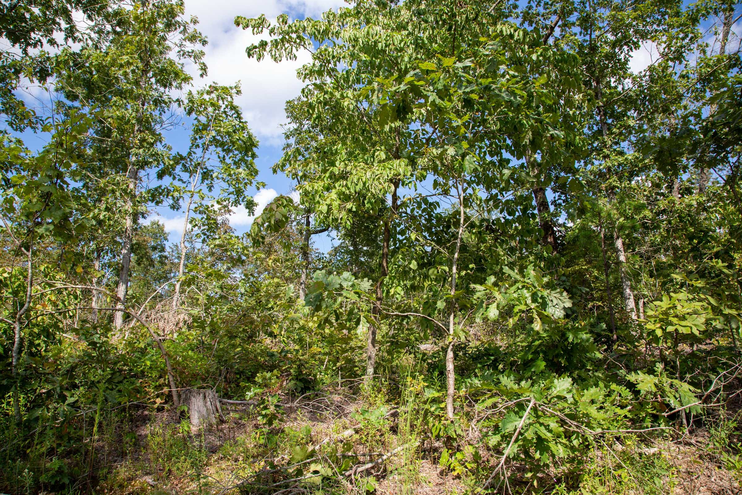 Borgmann’s Hollow Phase II Tract 59 photo 3