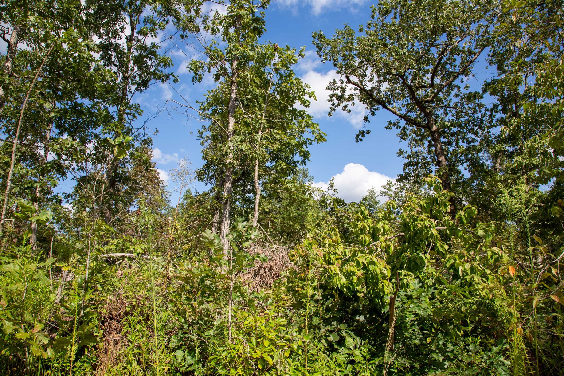 Borgmann’s Hollow Phase II Tract 59 photo 4