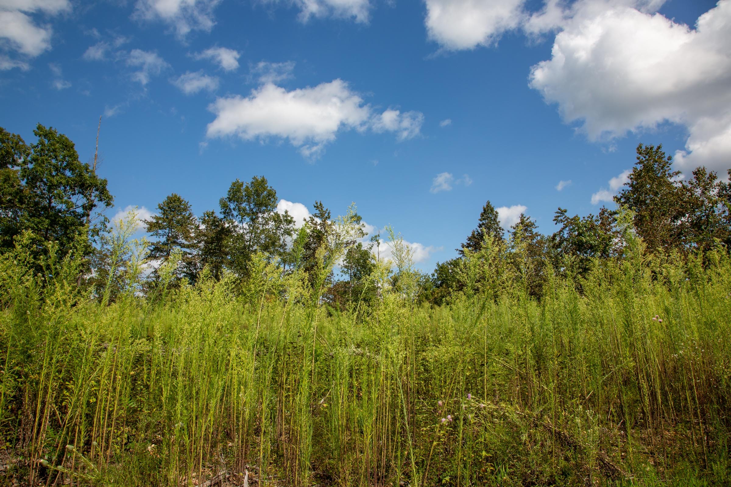 Borgmann’s Hollow Phase II Tract 59 photo 6