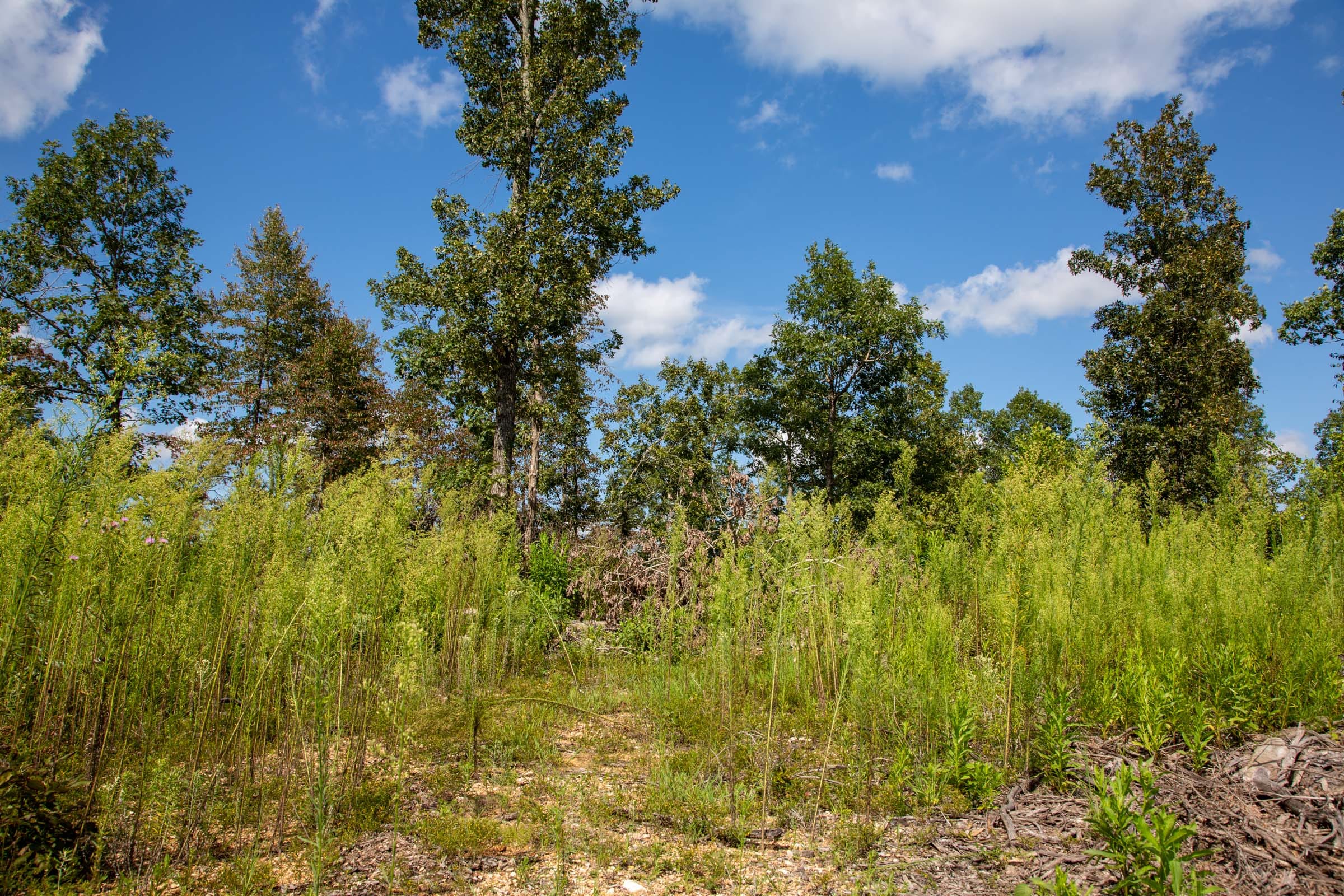 Borgmann’s Hollow Phase II Tract 59 photo 7