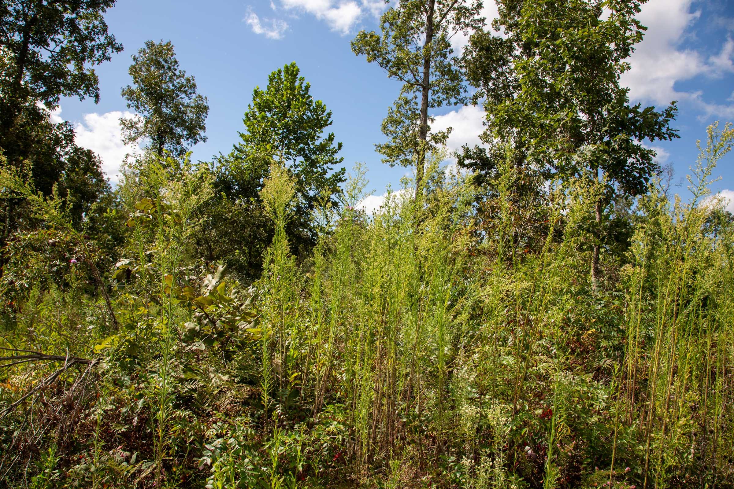 Borgmann’s Hollow Phase II Tract 59 photo 8