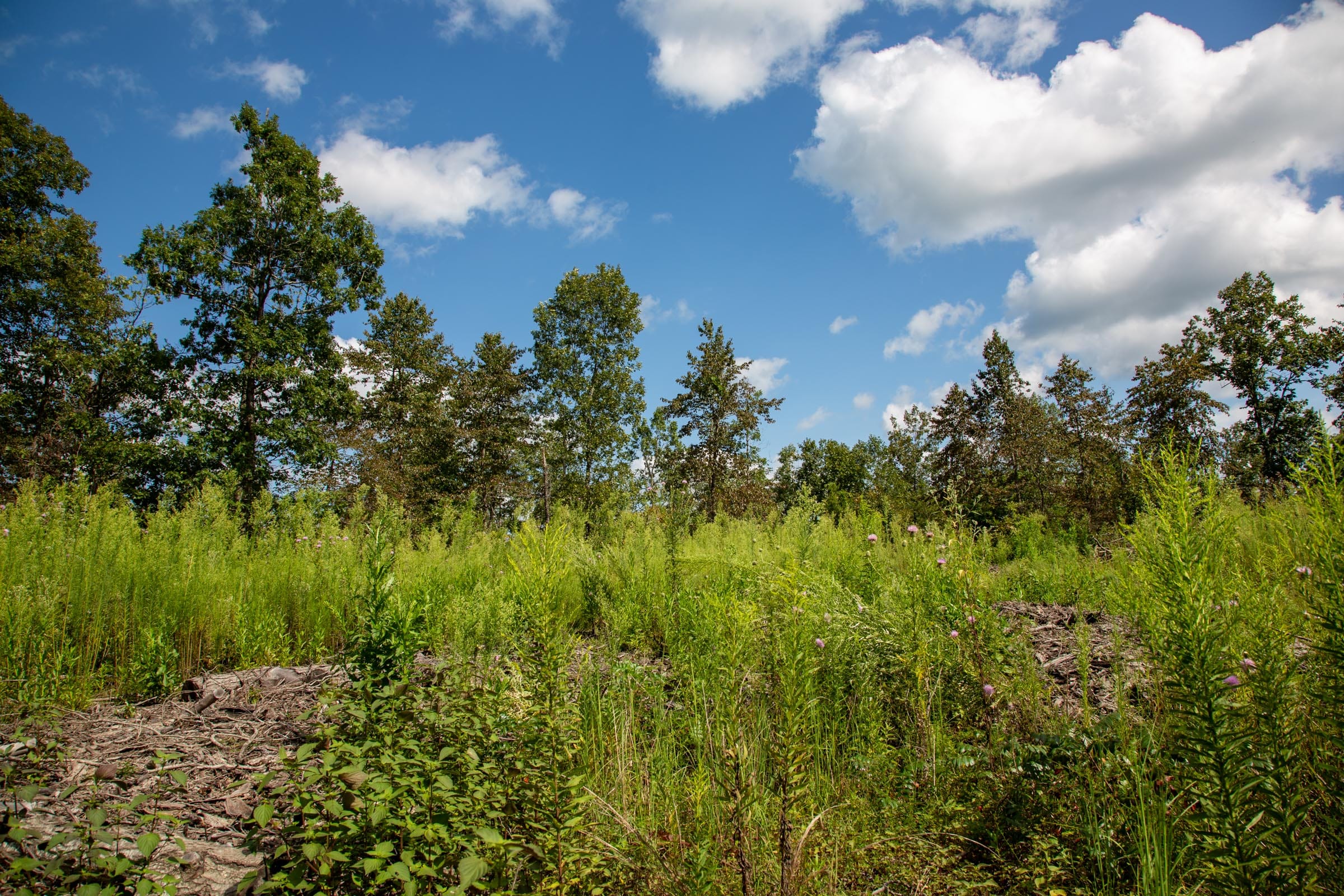 Borgmann’s Hollow Phase II Tract 59 photo 9