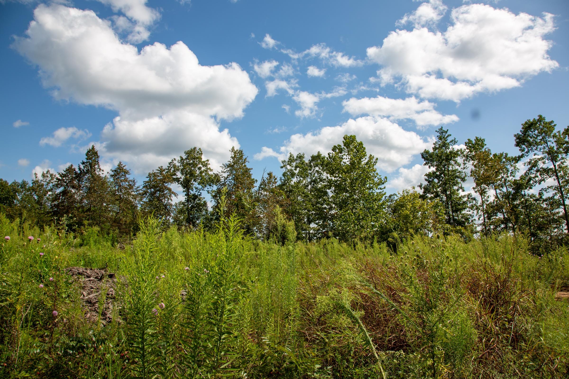 Borgmann’s Hollow Phase II Tract 59 photo 10