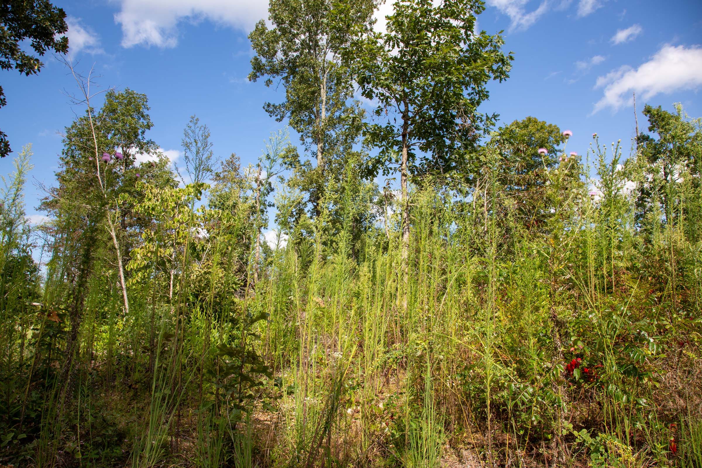 Borgmann’s Hollow Phase II Tract 59 photo 11