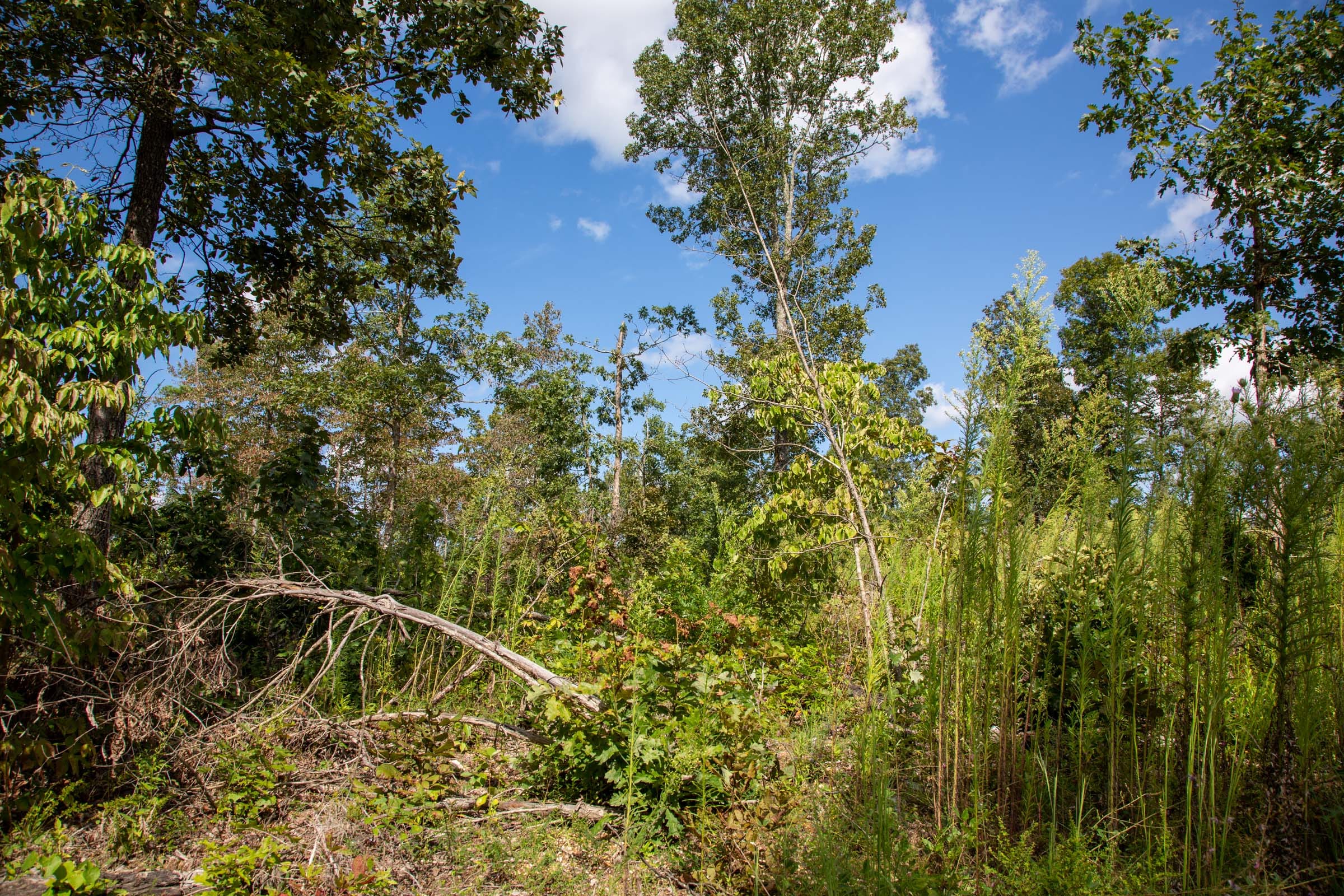 Borgmann’s Hollow Phase II Tract 59 photo 12