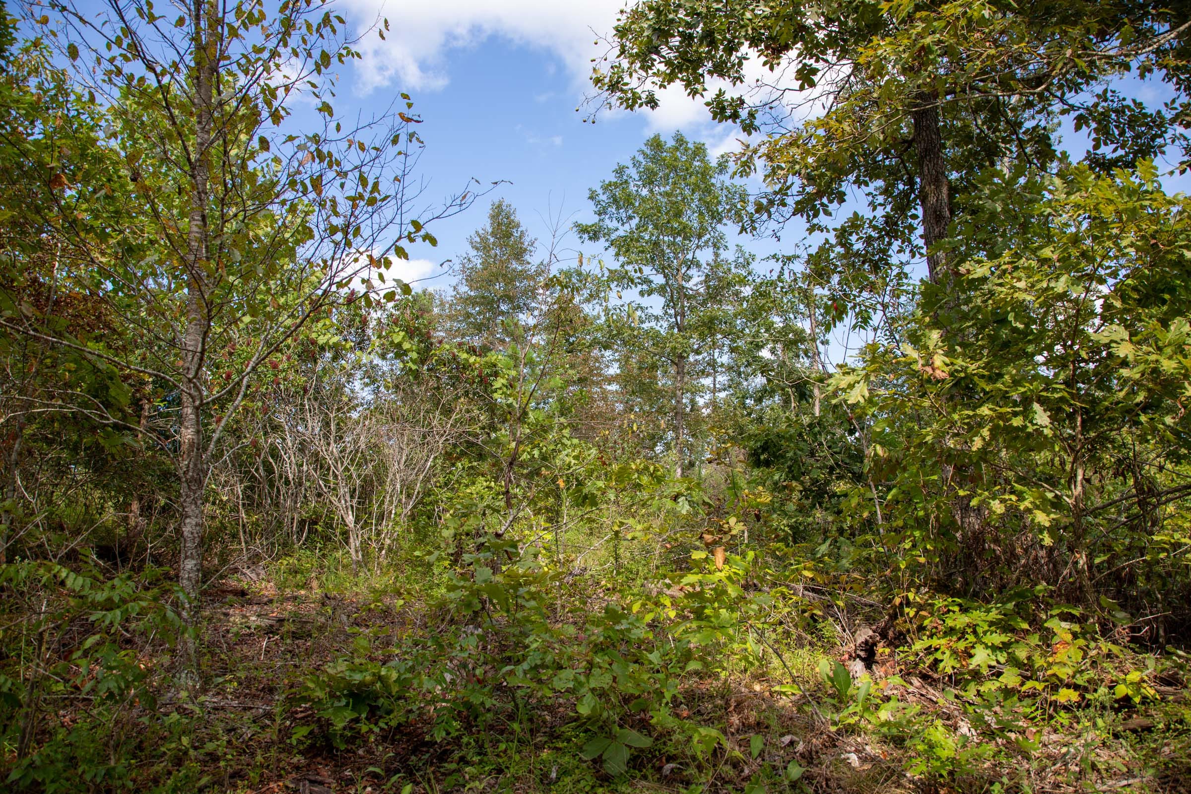 Borgmann’s Hollow Phase II Tract 59 photo 13