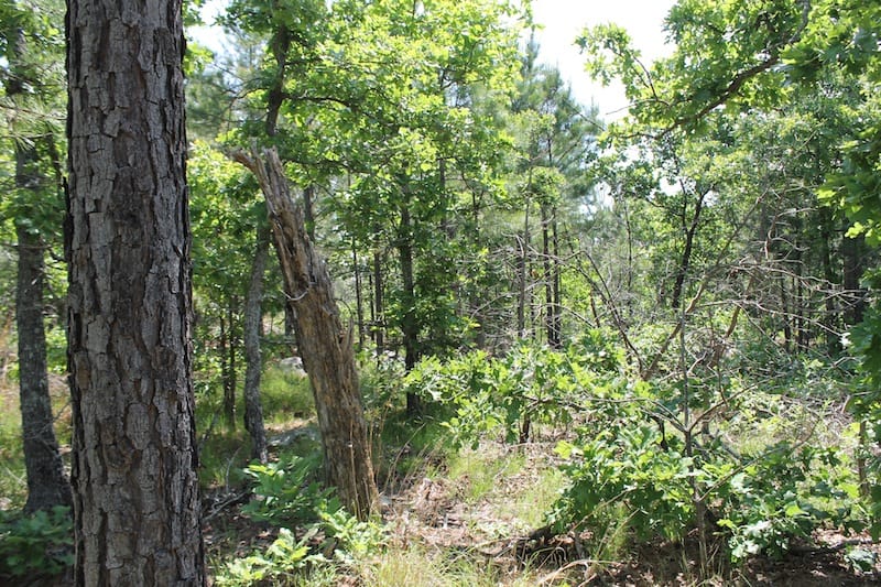 Indian Ridge – Phase II Tract 27 photo 5