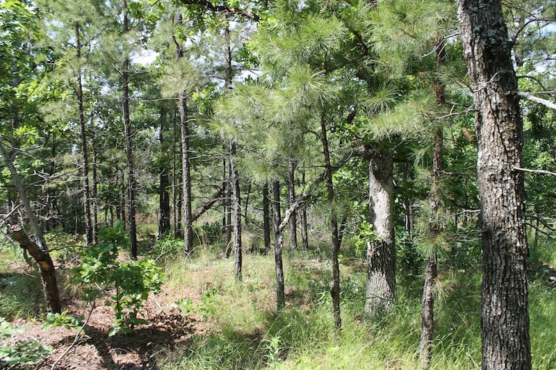 Indian Ridge – Phase II Tract 27 photo 8