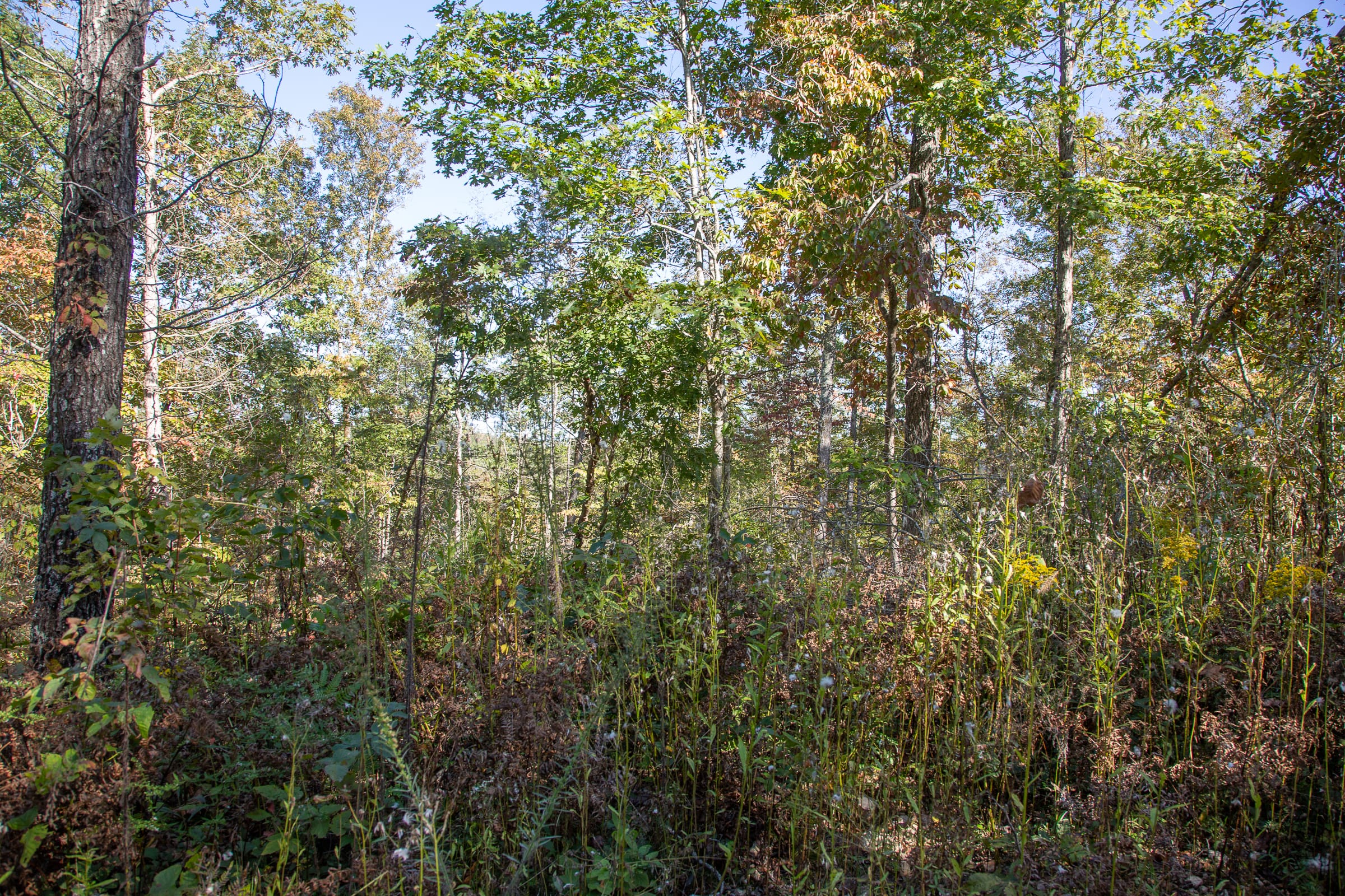 Borgmann’s Hollow Phase IV Tract 109 photo 2